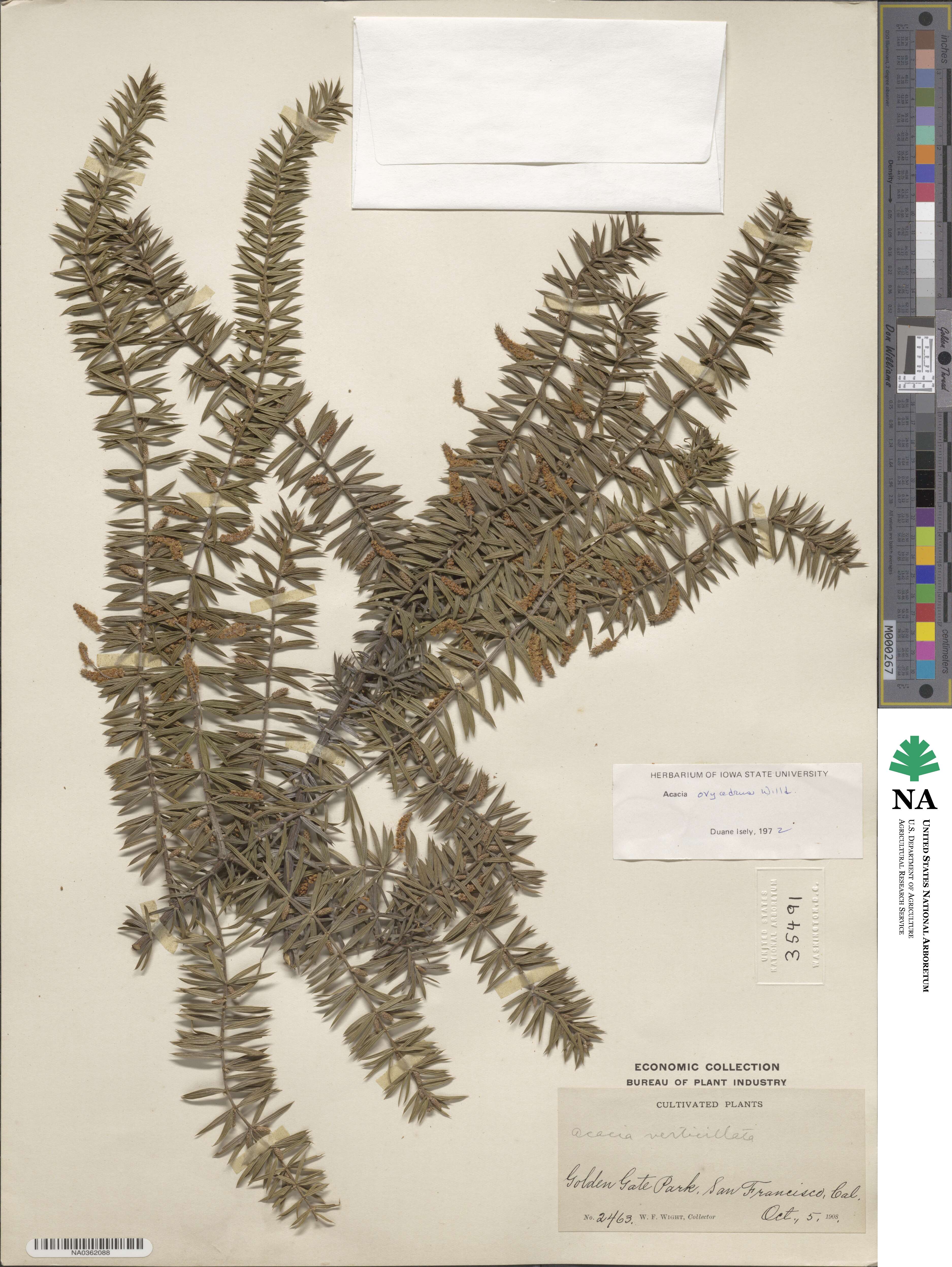 Acacia oxycedrus image
