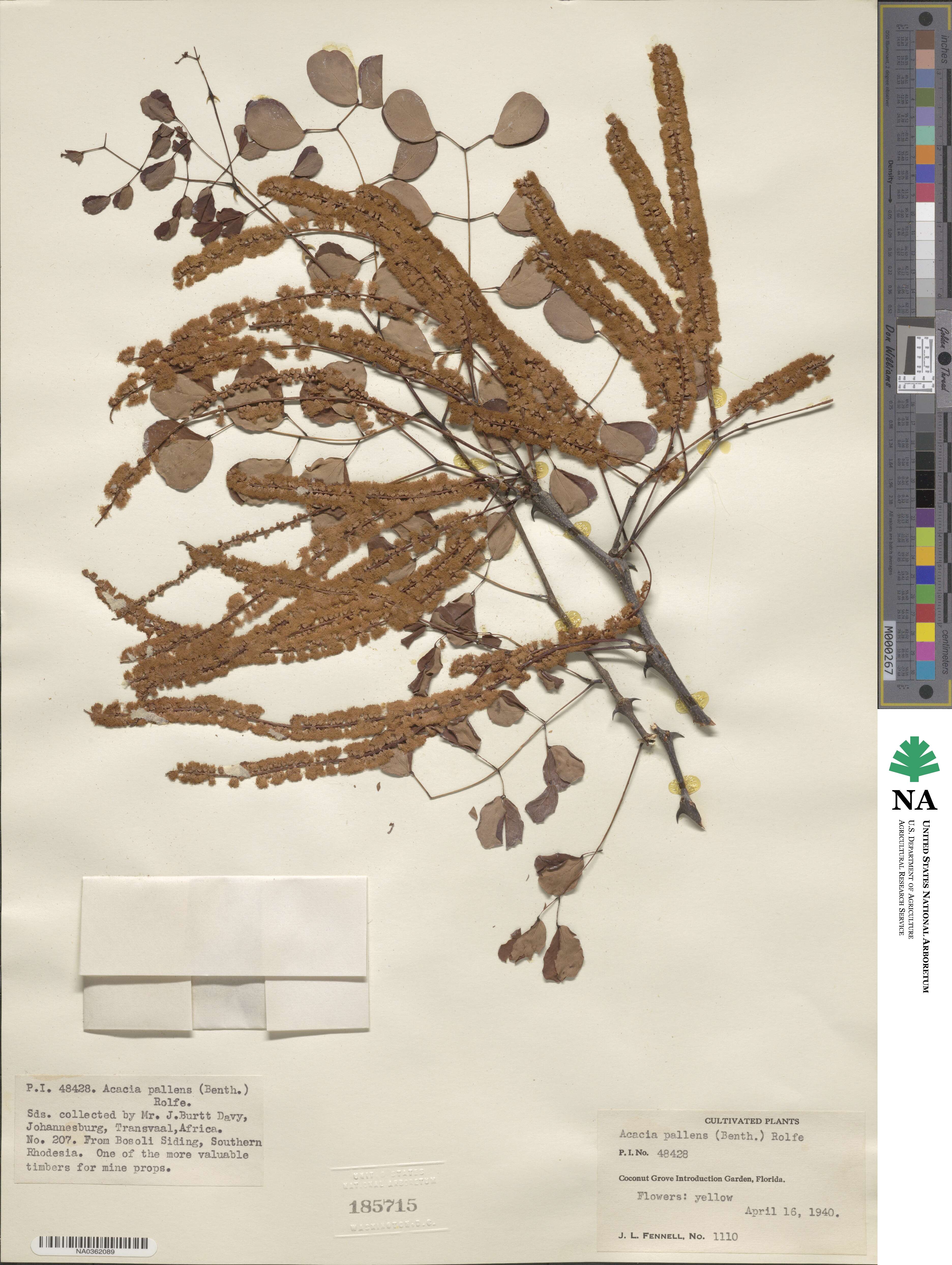 Acacia pallens image