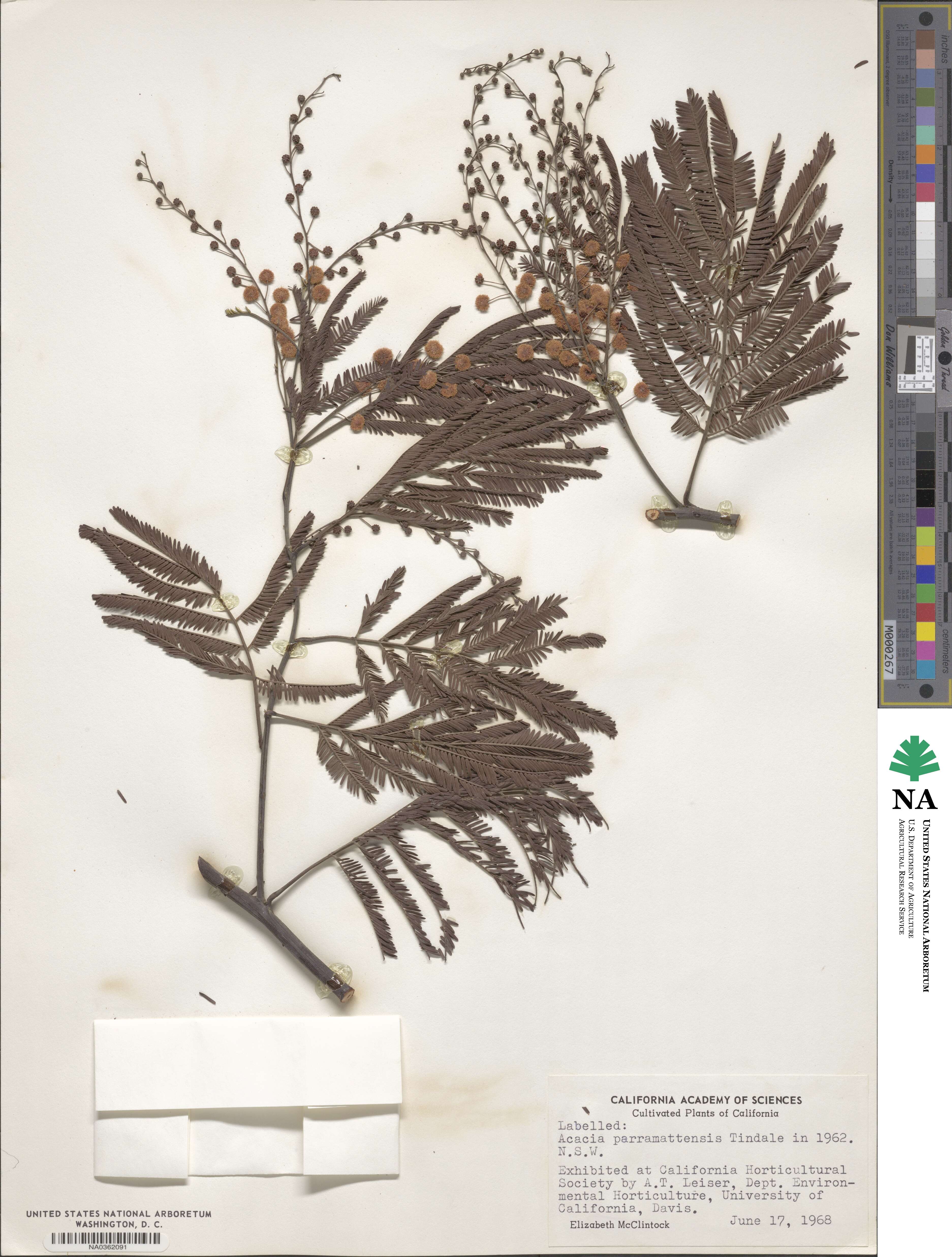 Acacia parramattensis image