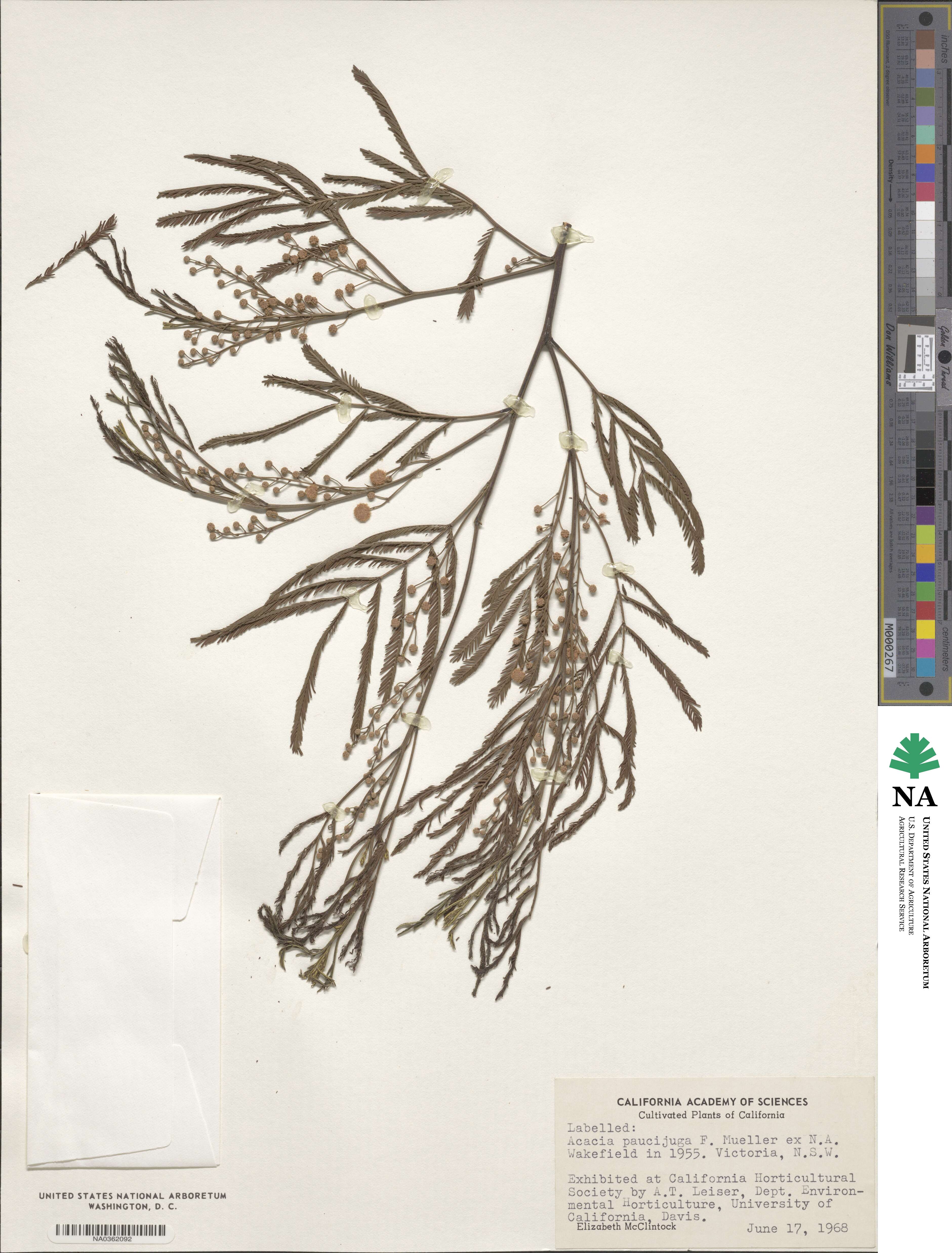 Acacia deanei subsp. paucijuga image