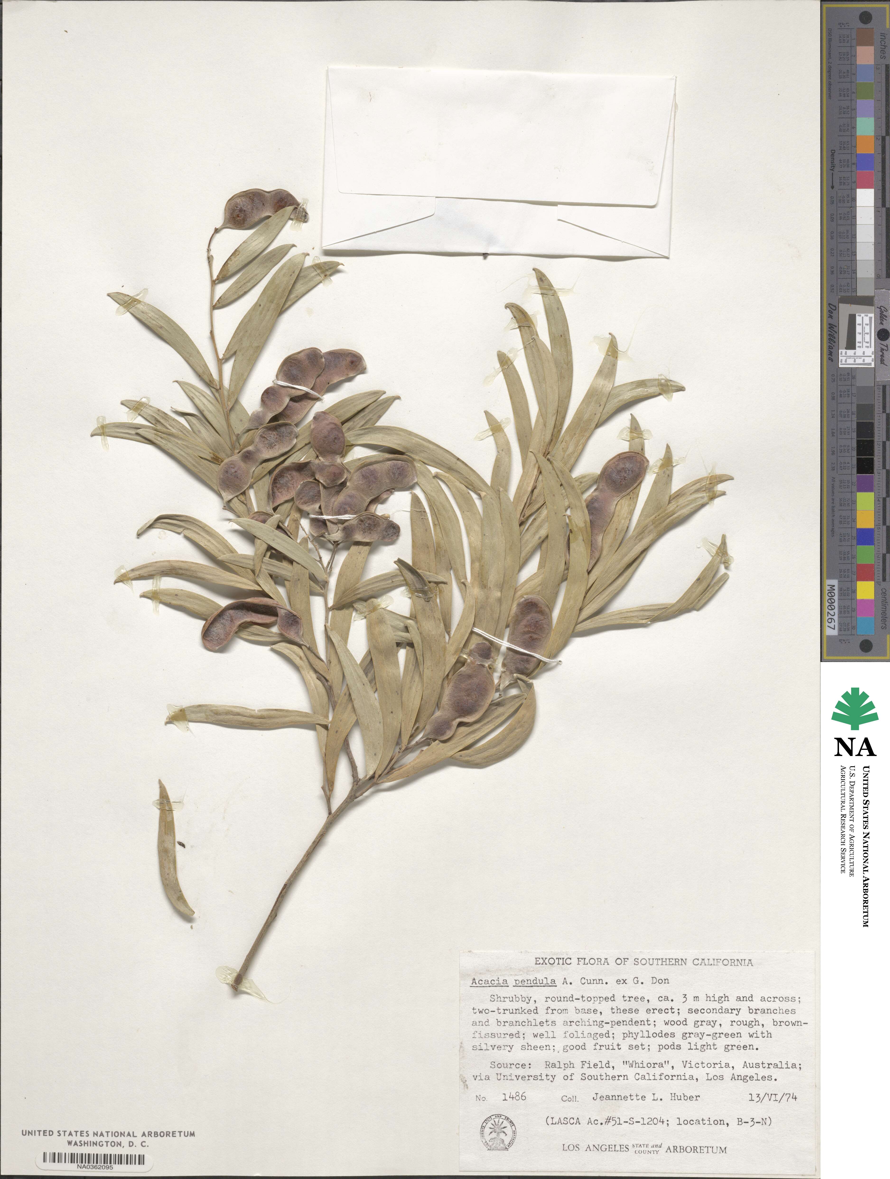 Acacia pendula image