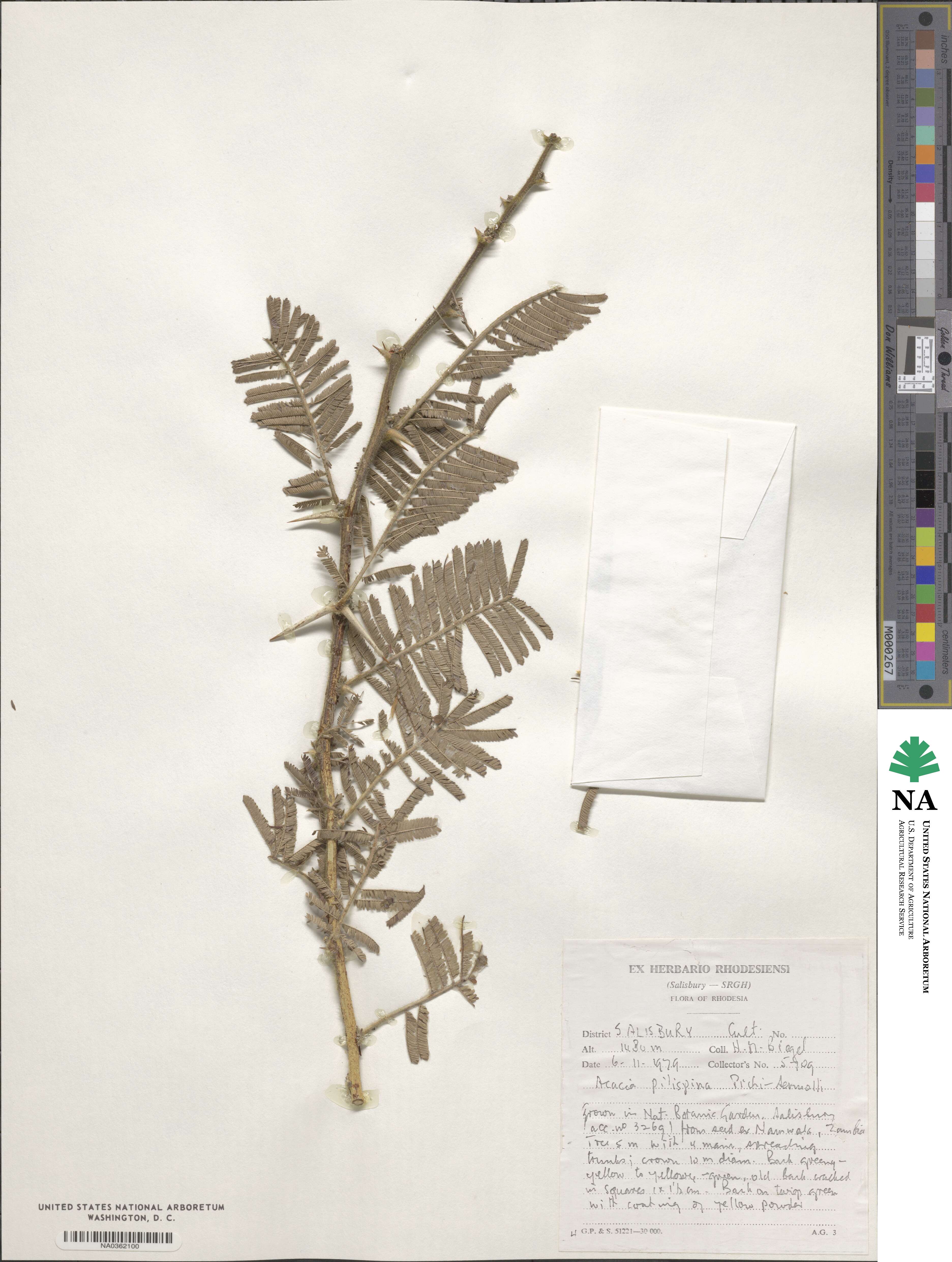 Vachellia pilispina image
