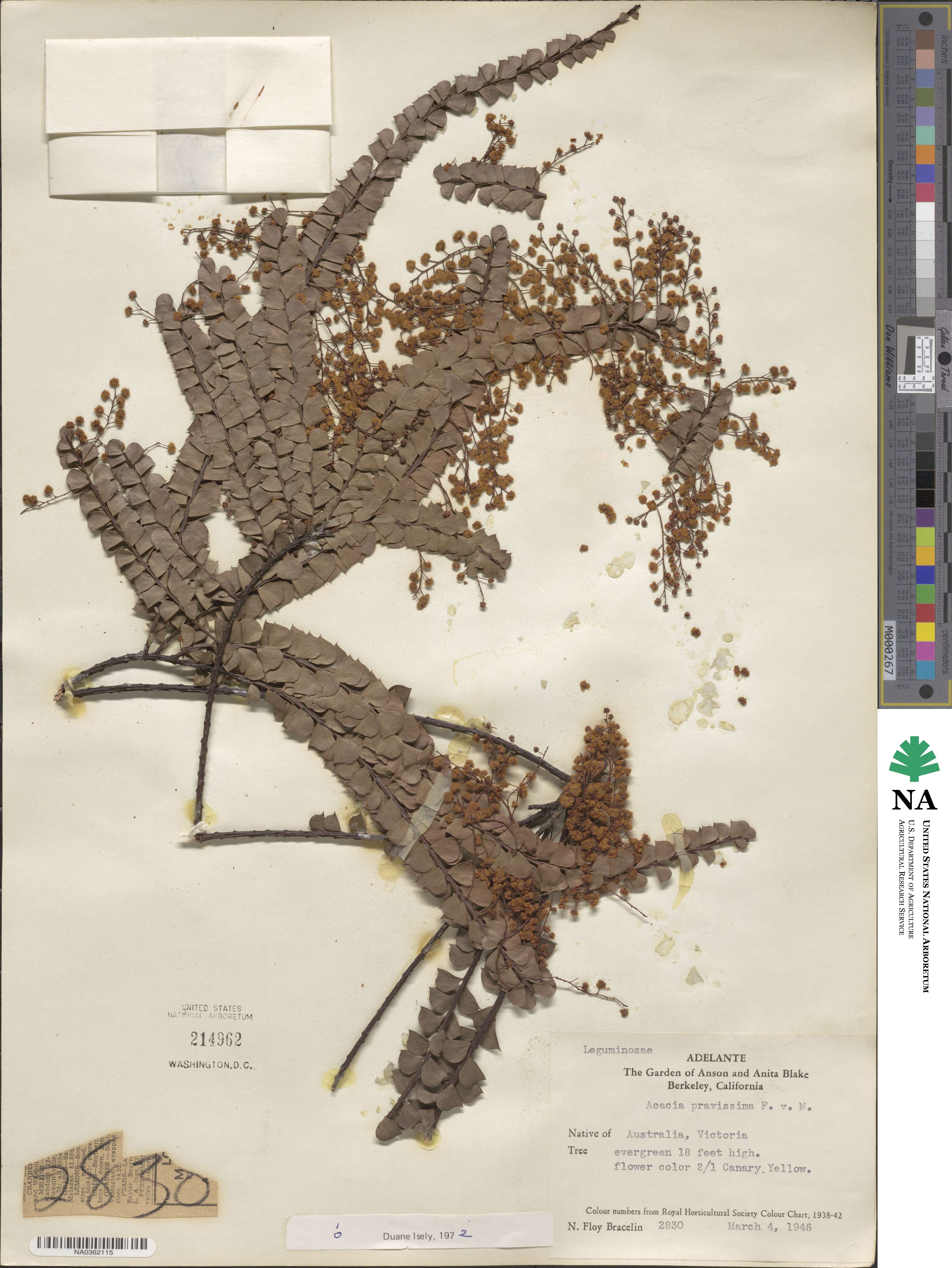 Acacia pravissima image