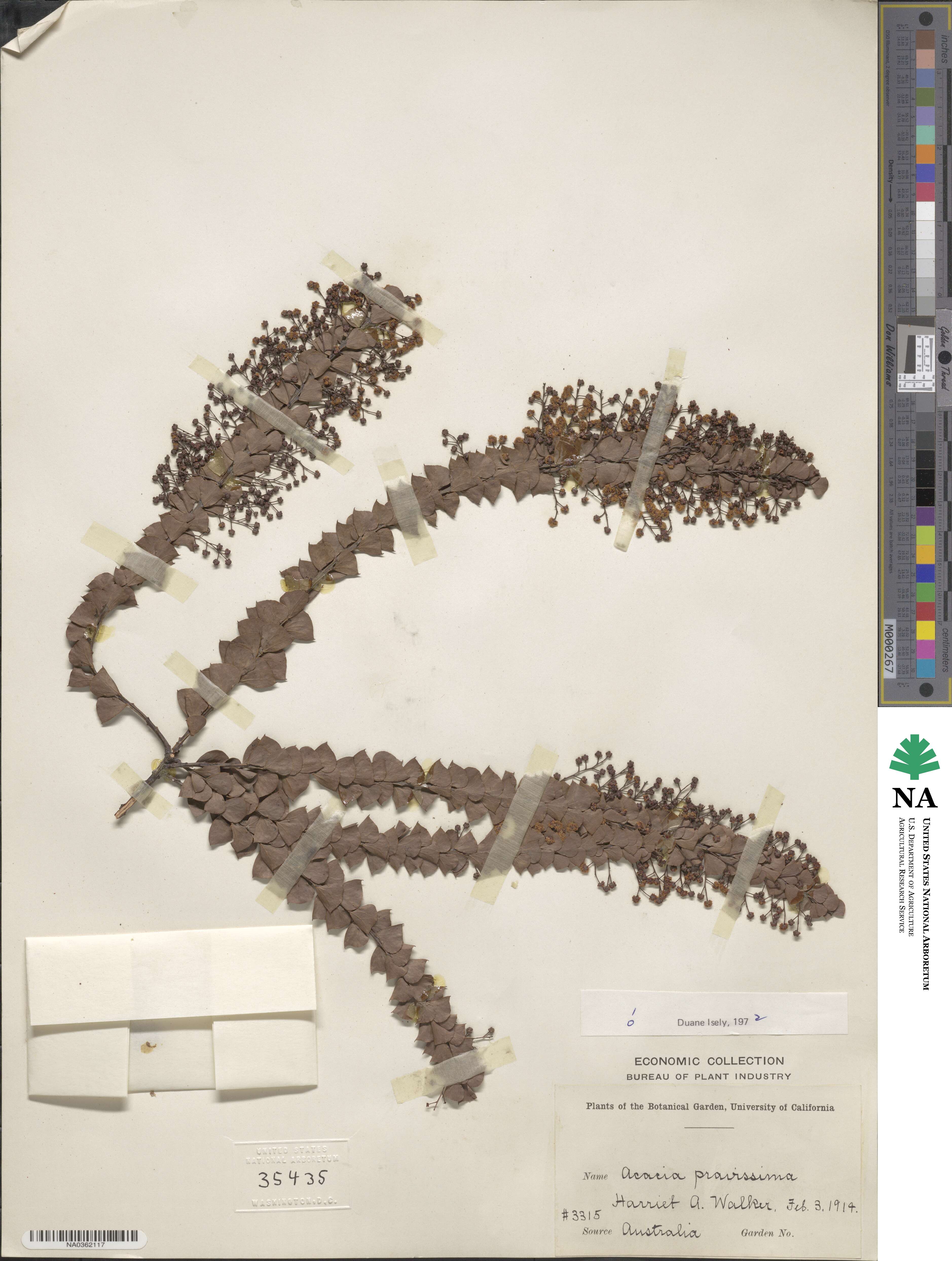 Acacia pravissima image