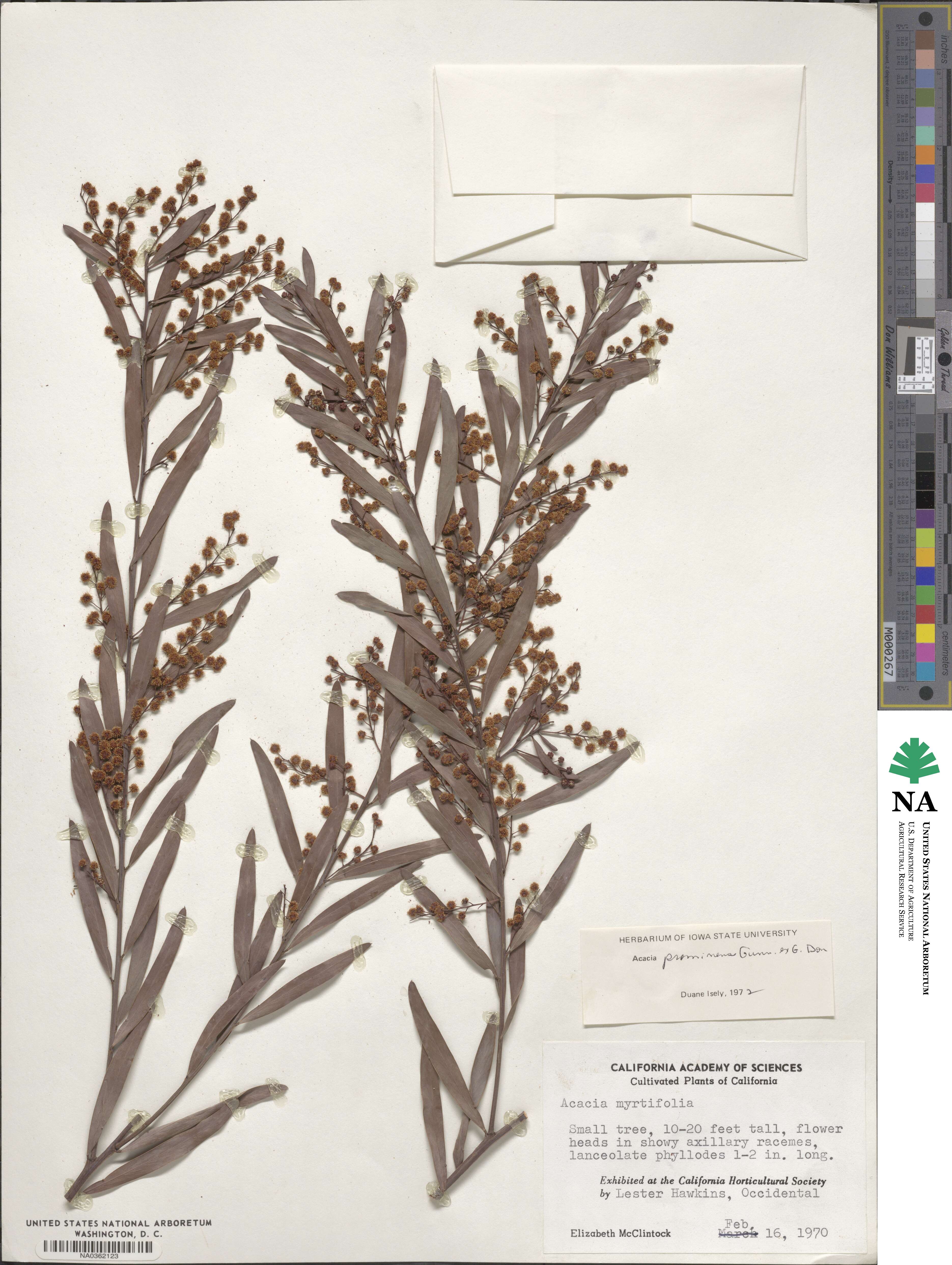 Acacia prominens image