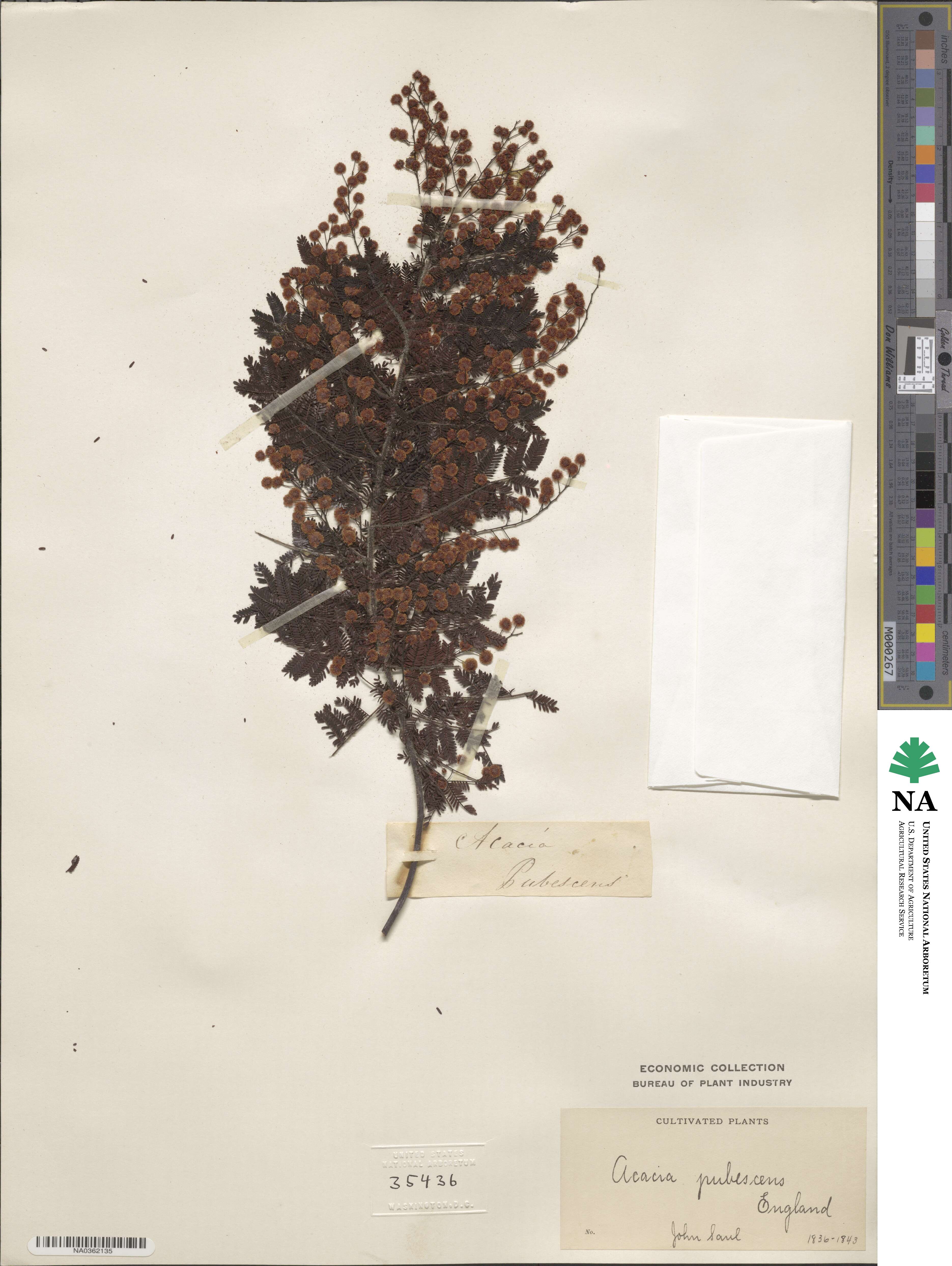 Acacia pubescens image