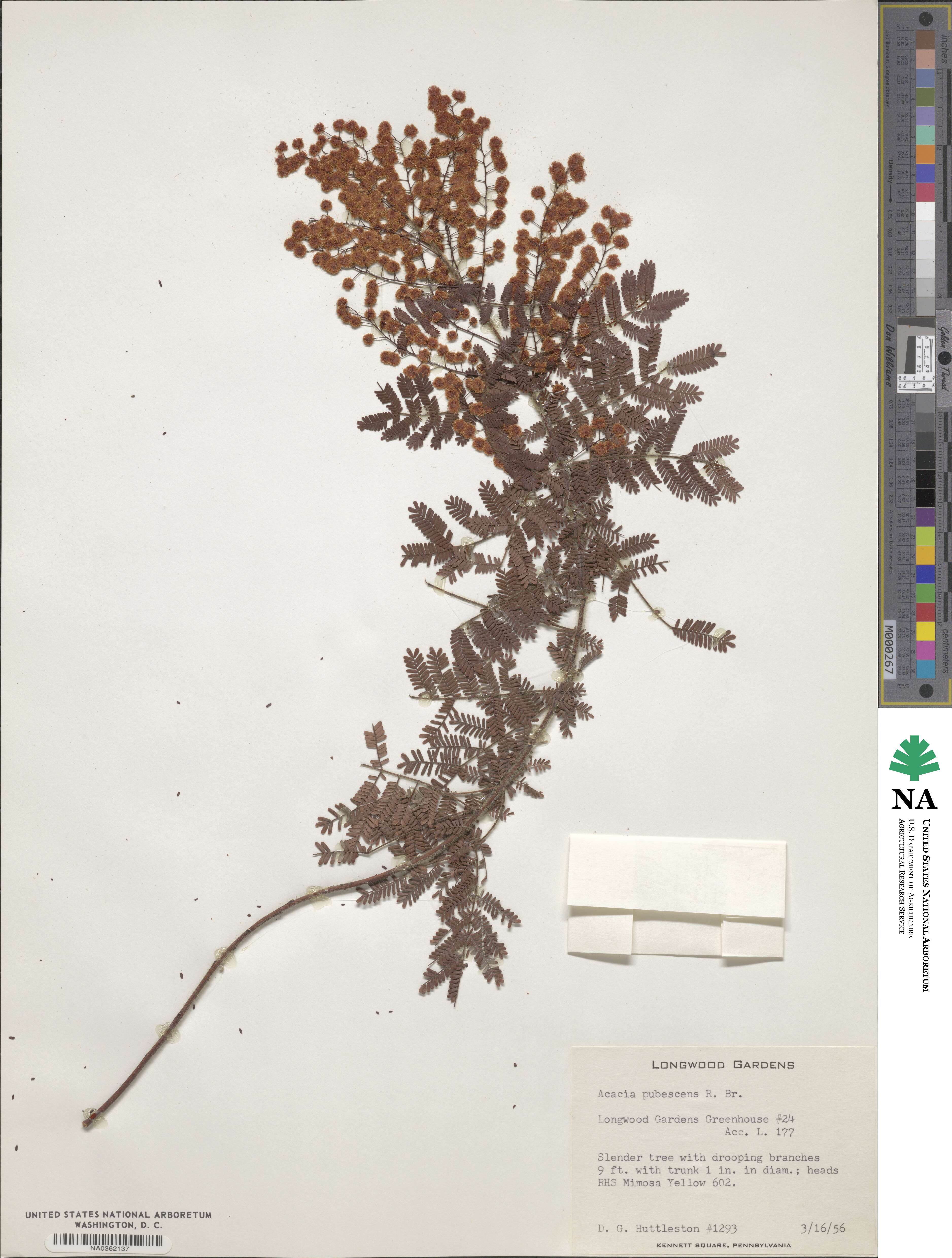 Acacia pubescens image