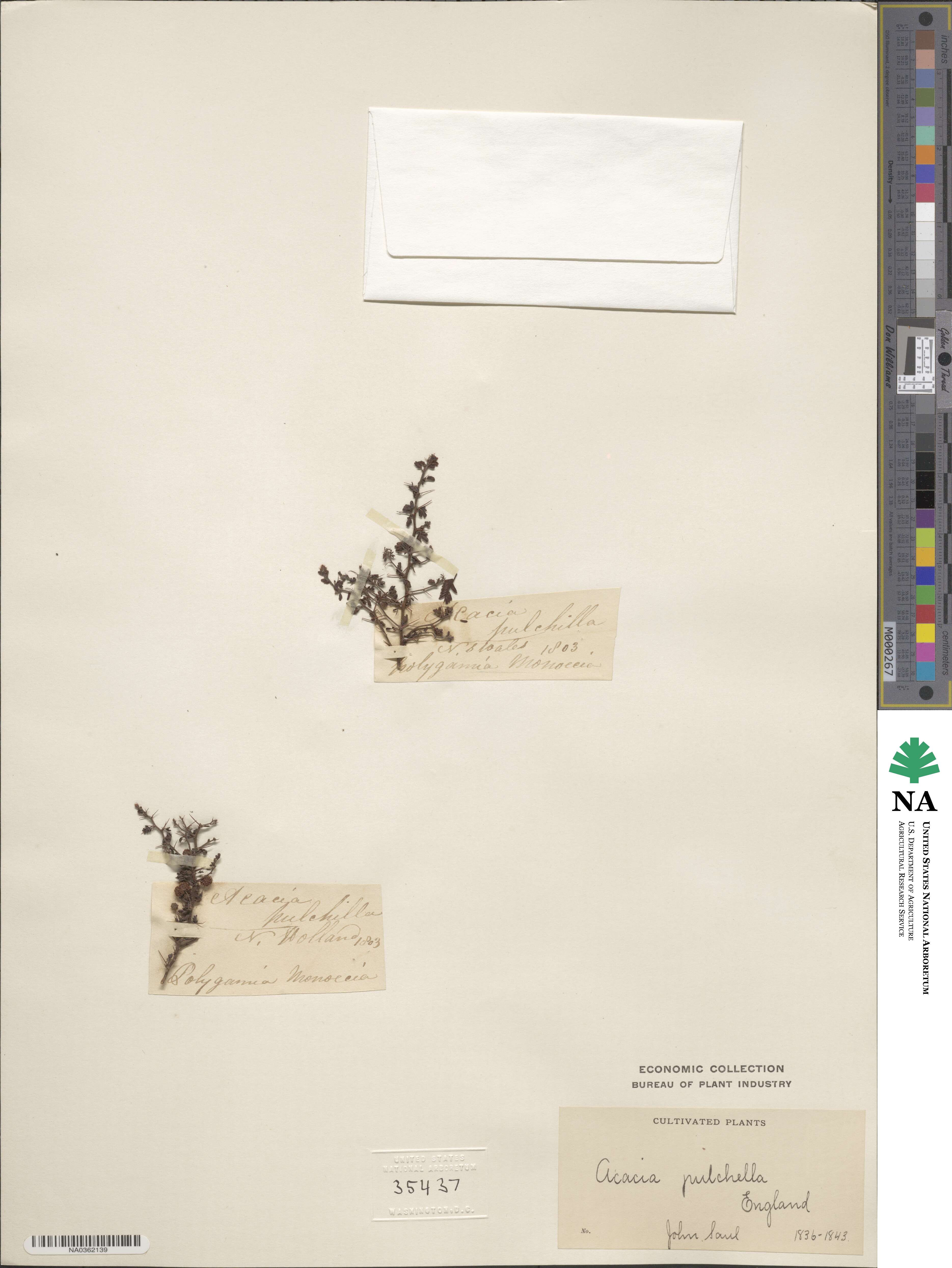 Acacia pulchella image