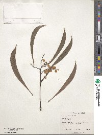 Acacia pycnantha image