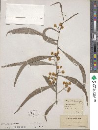 Acacia pycnantha image