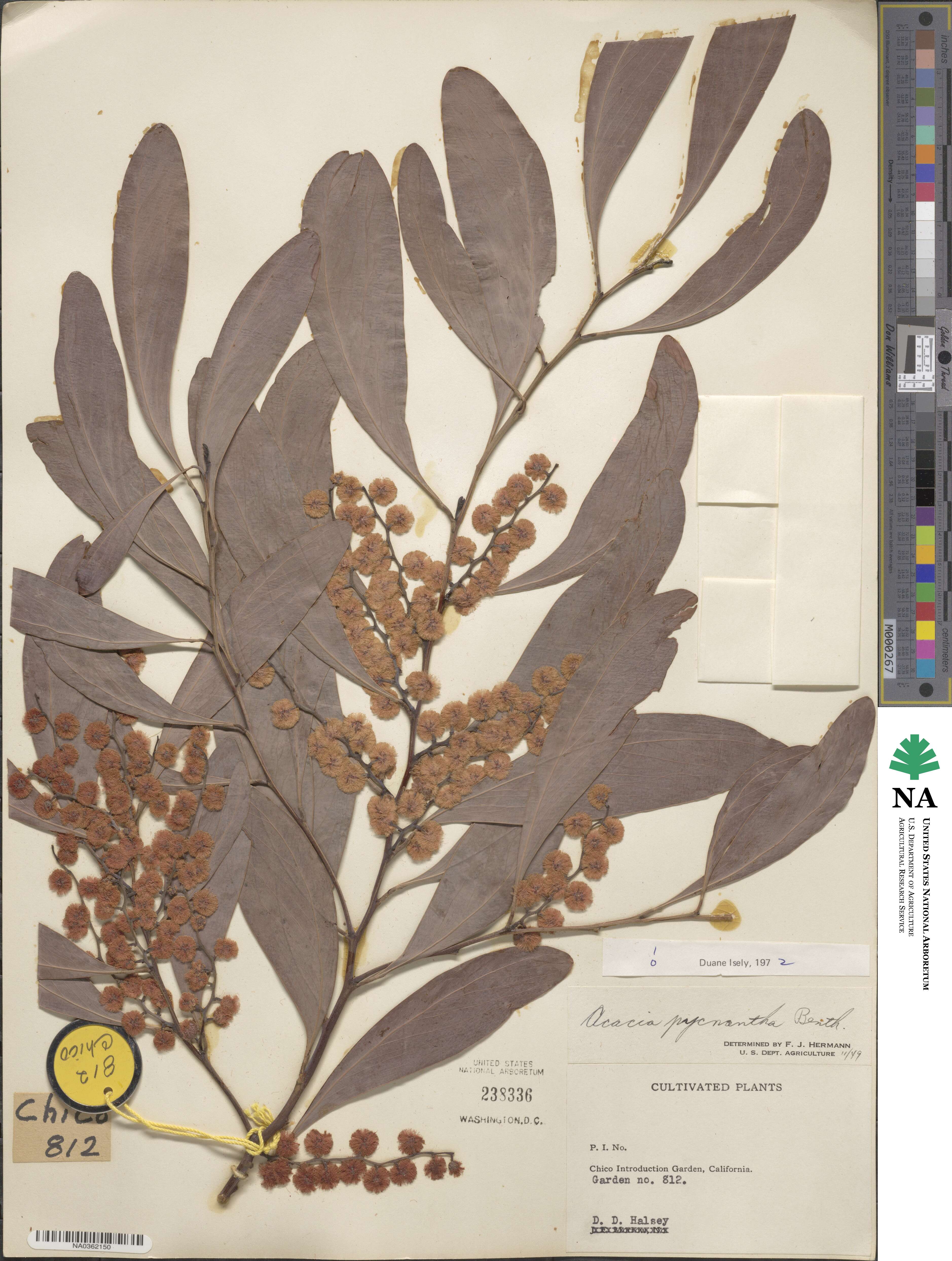 Acacia pycnantha image