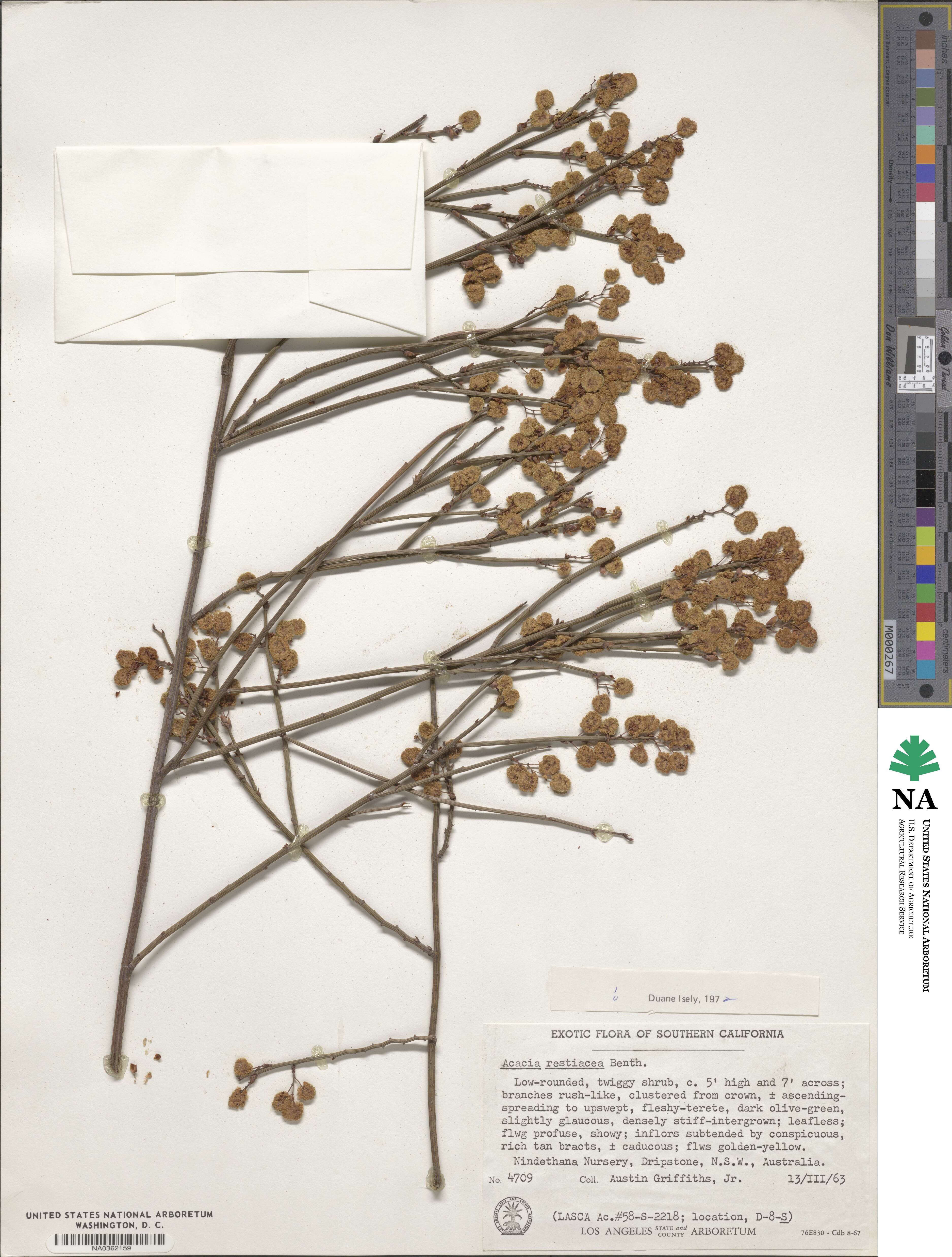 Acacia restiacea image