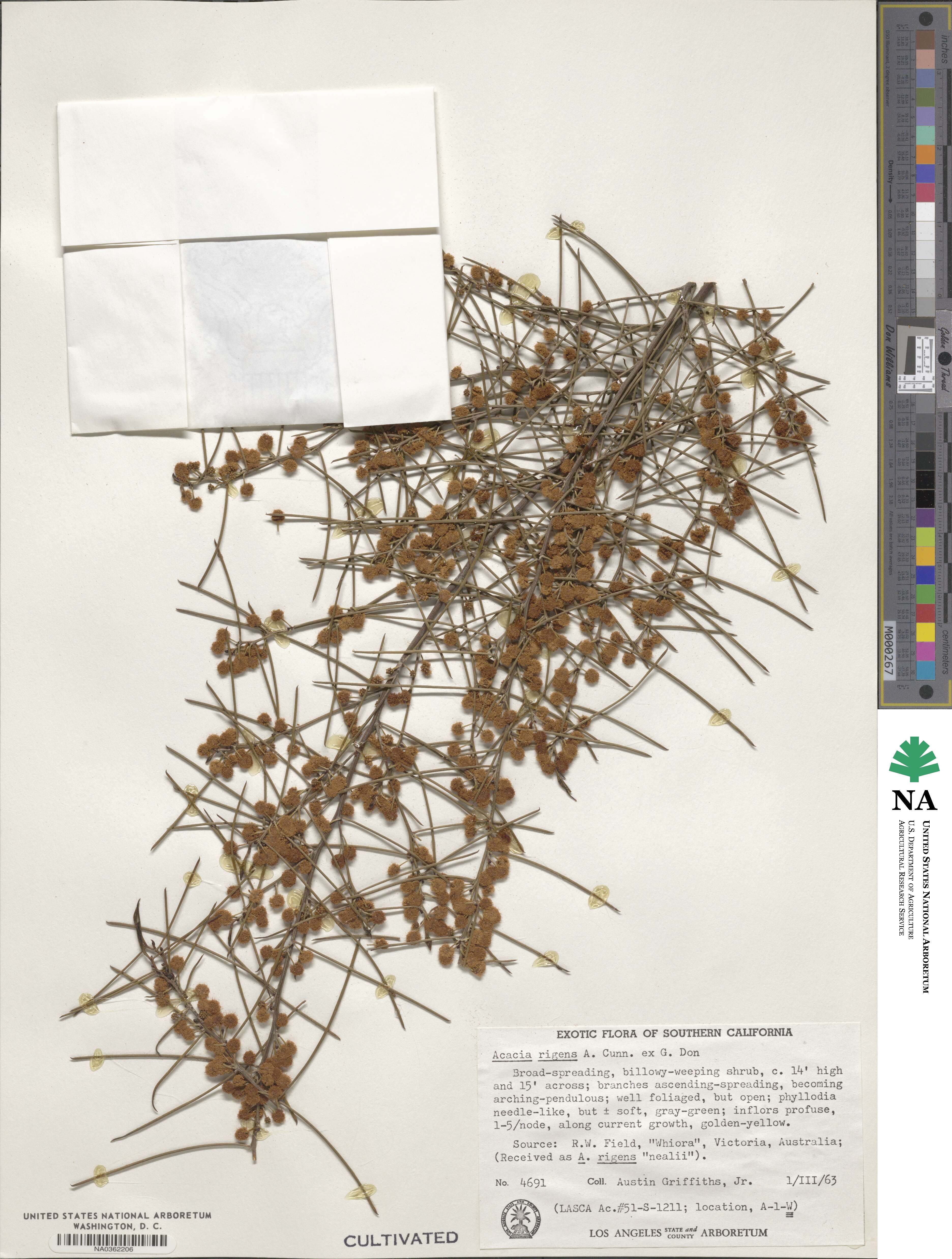 Acacia rigens image