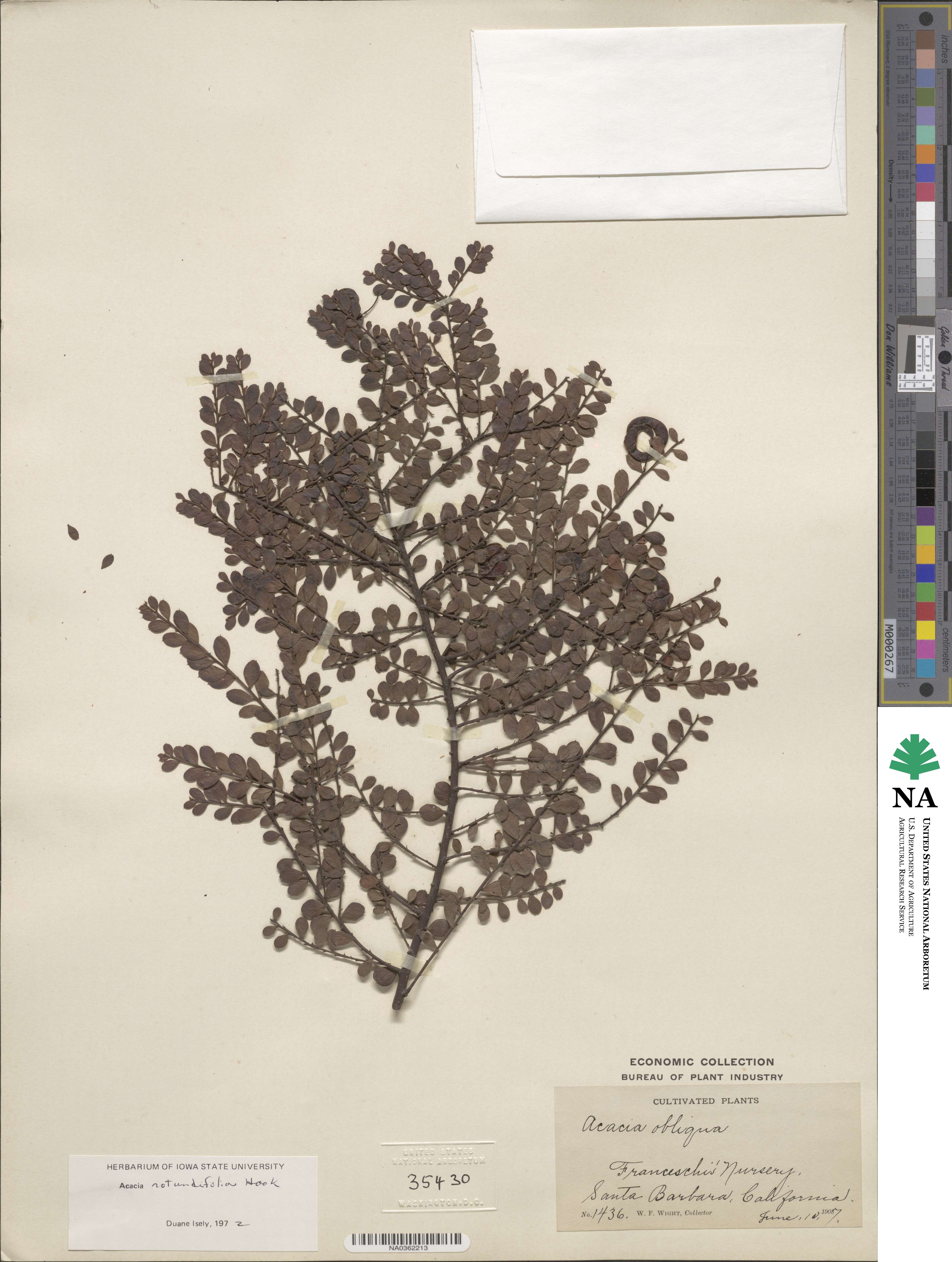 Acacia acinacea image