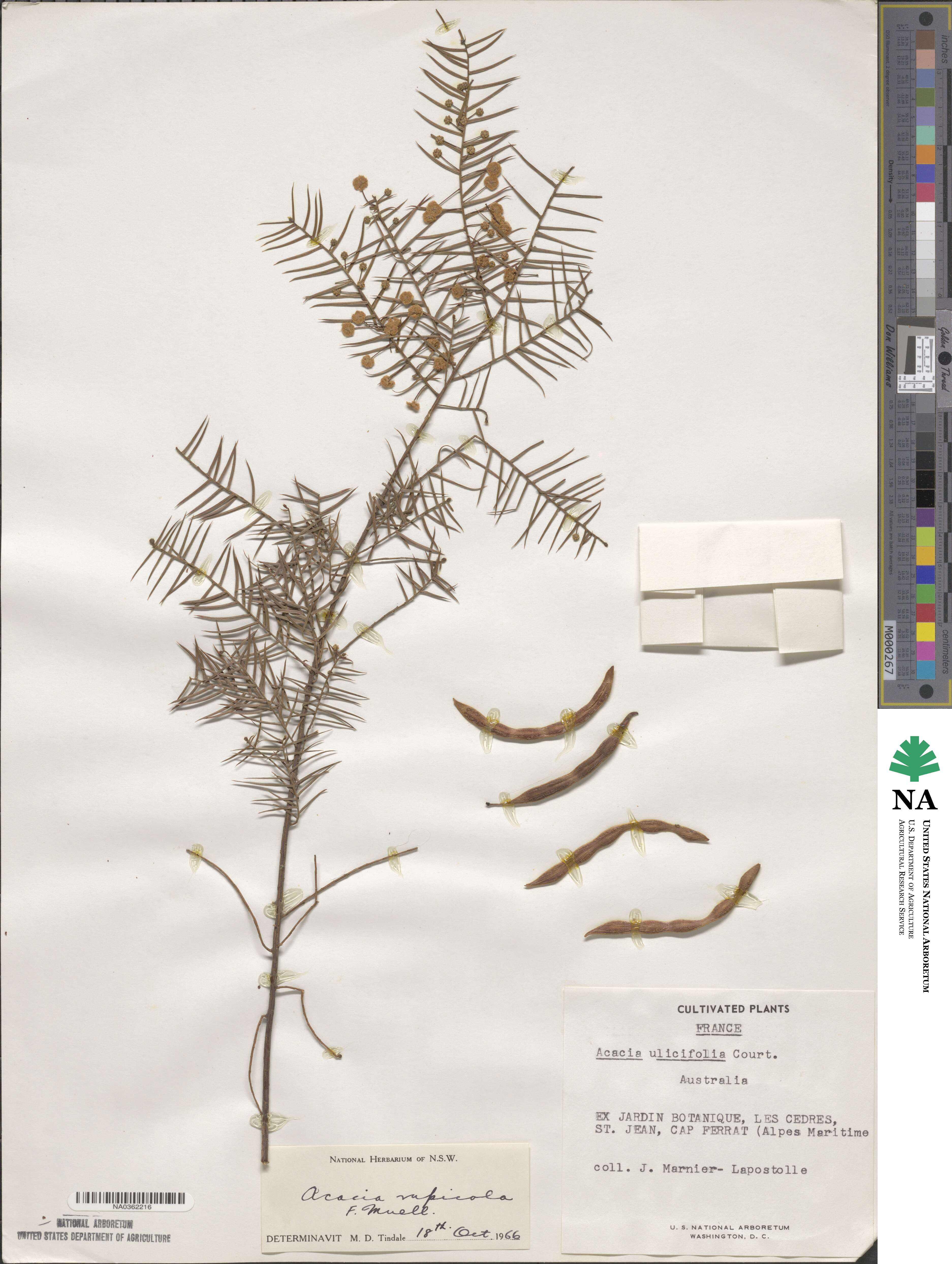 Acacia rupicola image