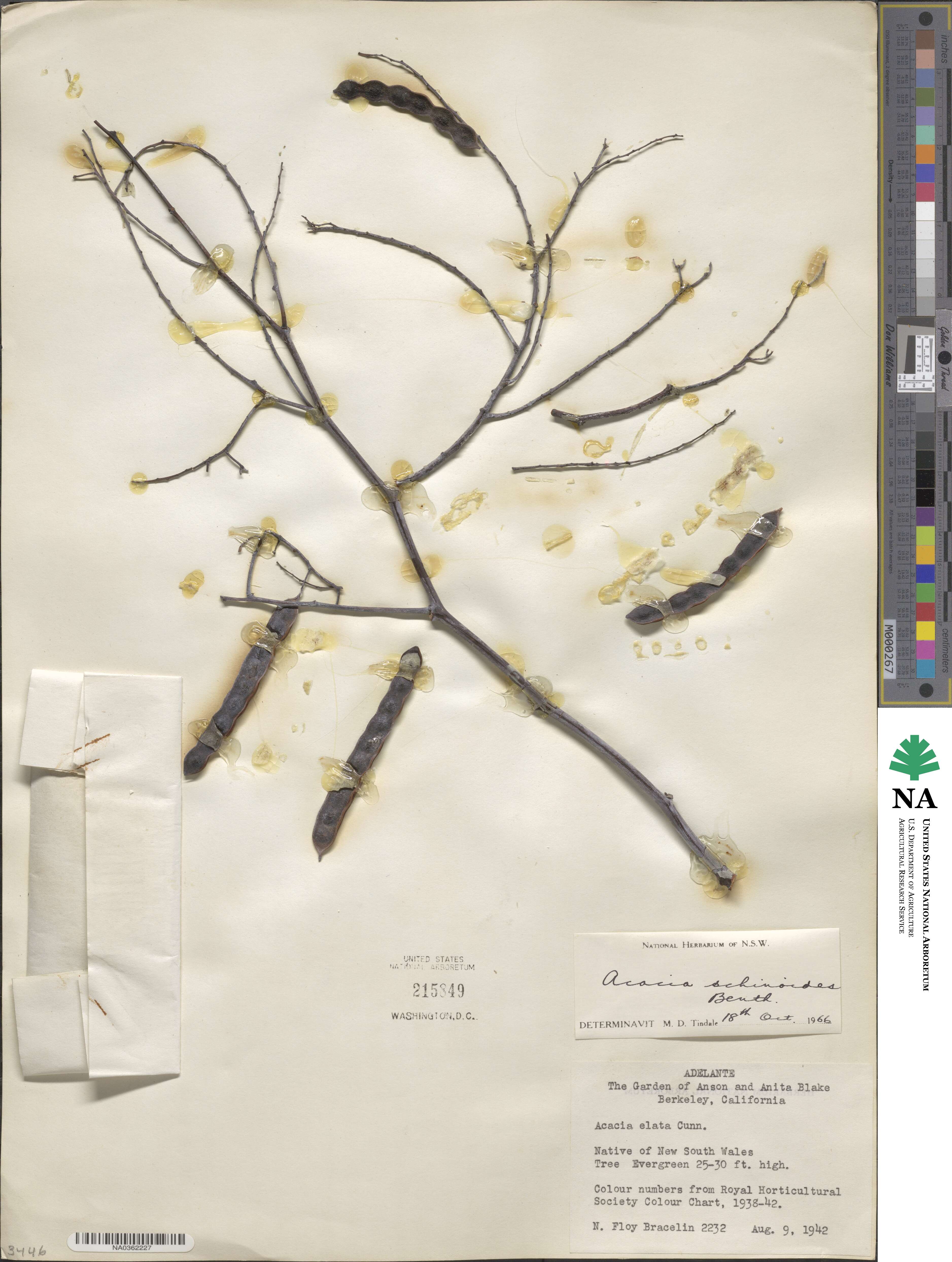 Acacia schinoides image