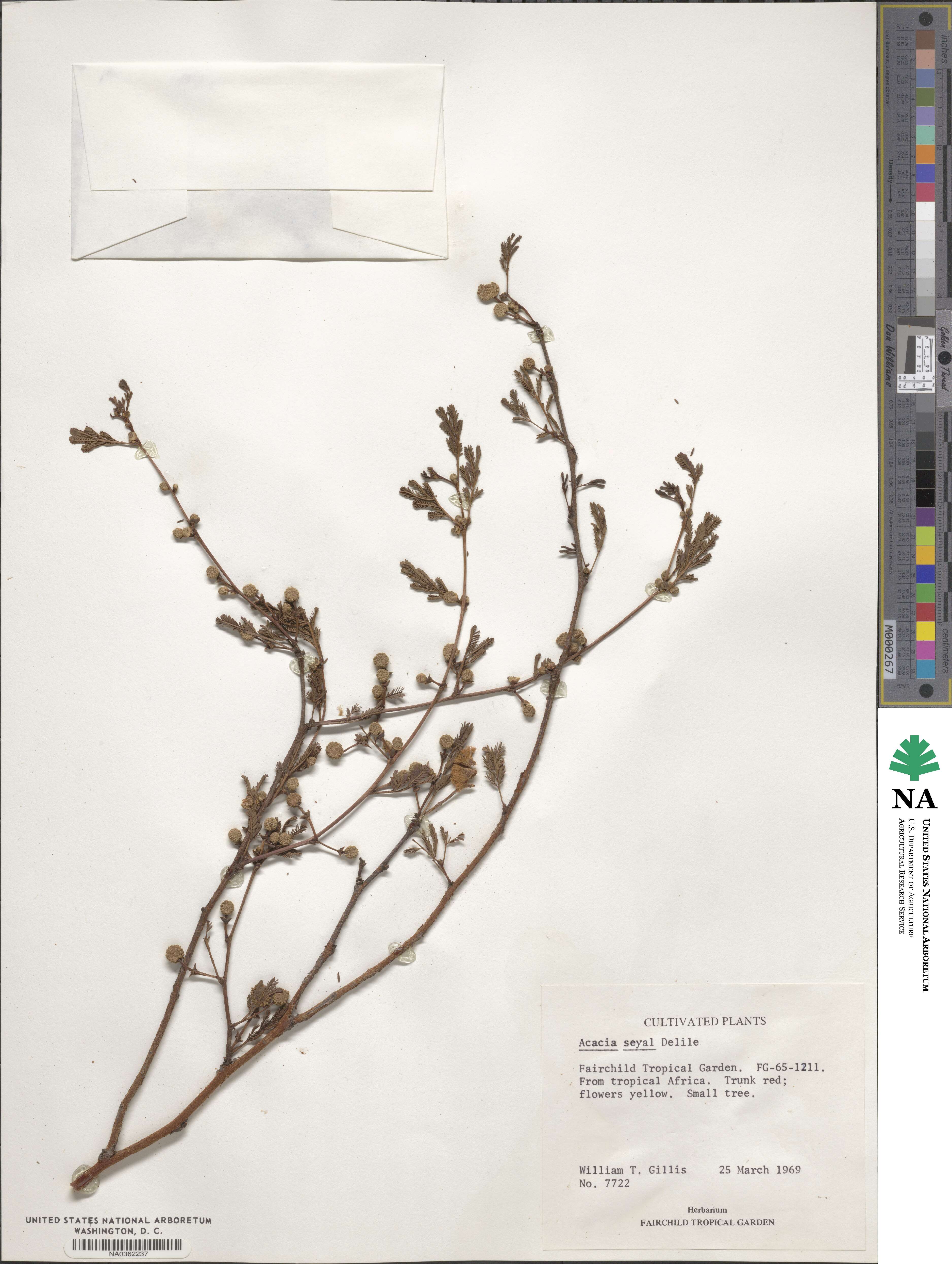 Vachellia seyal image