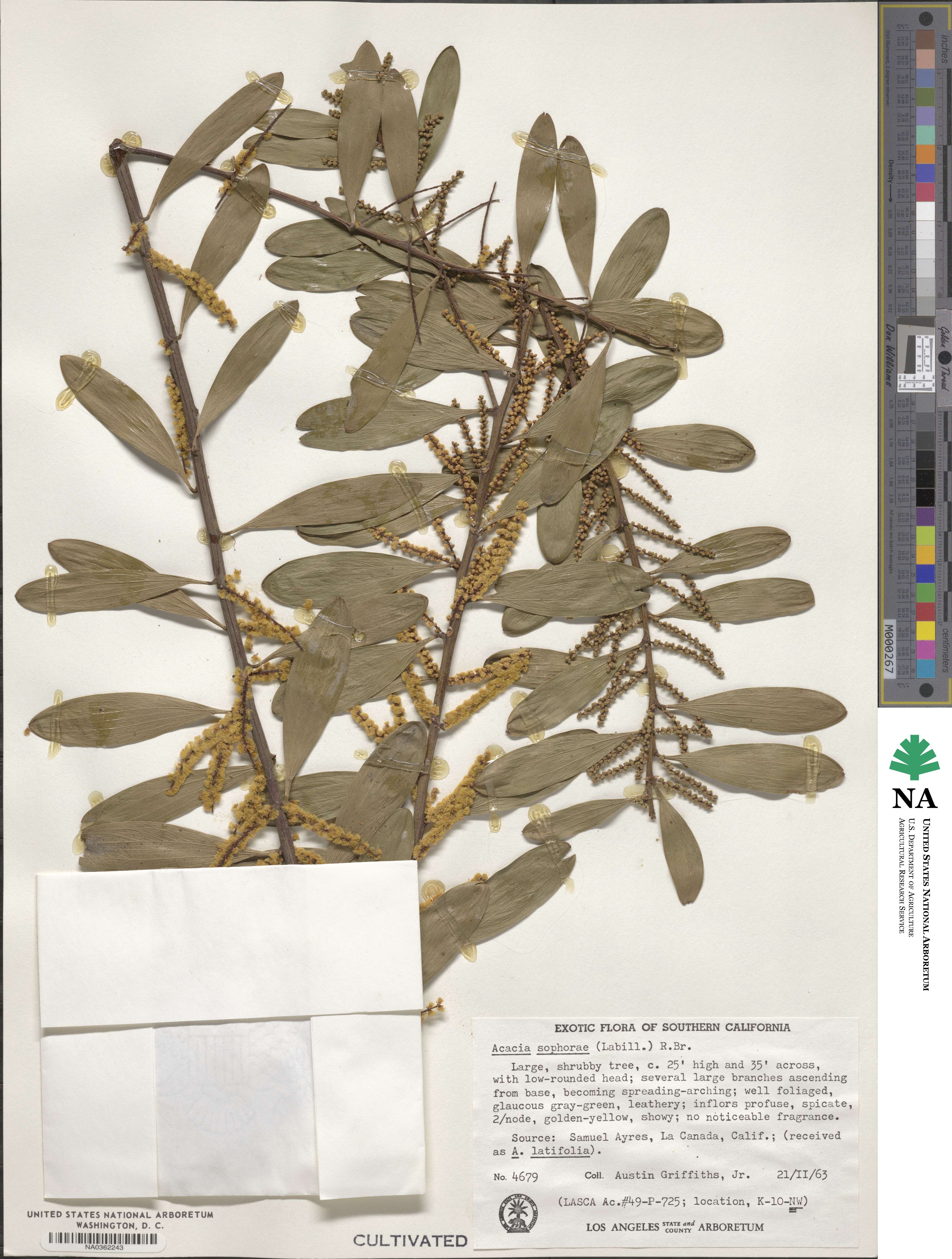 Acacia longifolia subsp. sophorae image