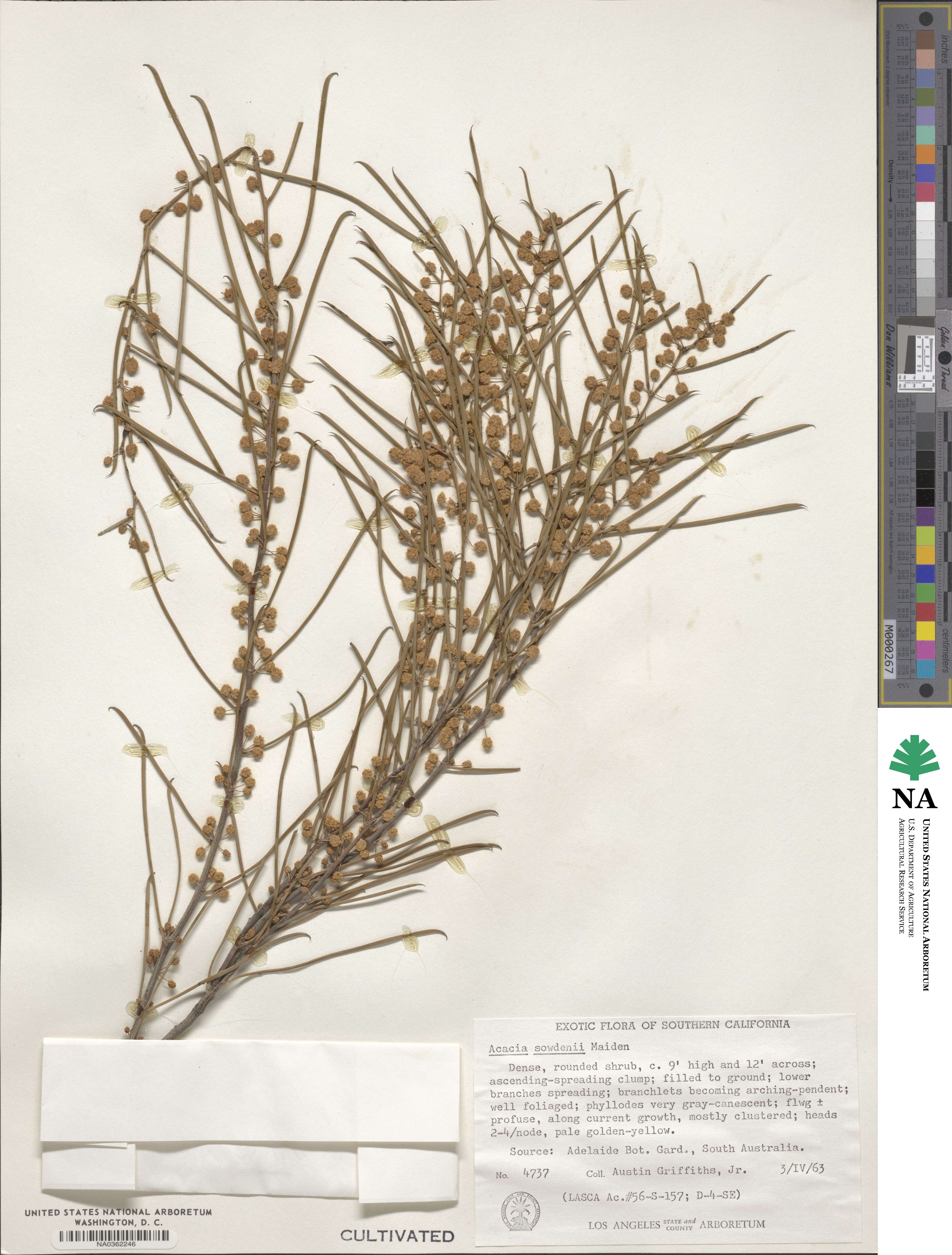 Acacia papyrocarpa image