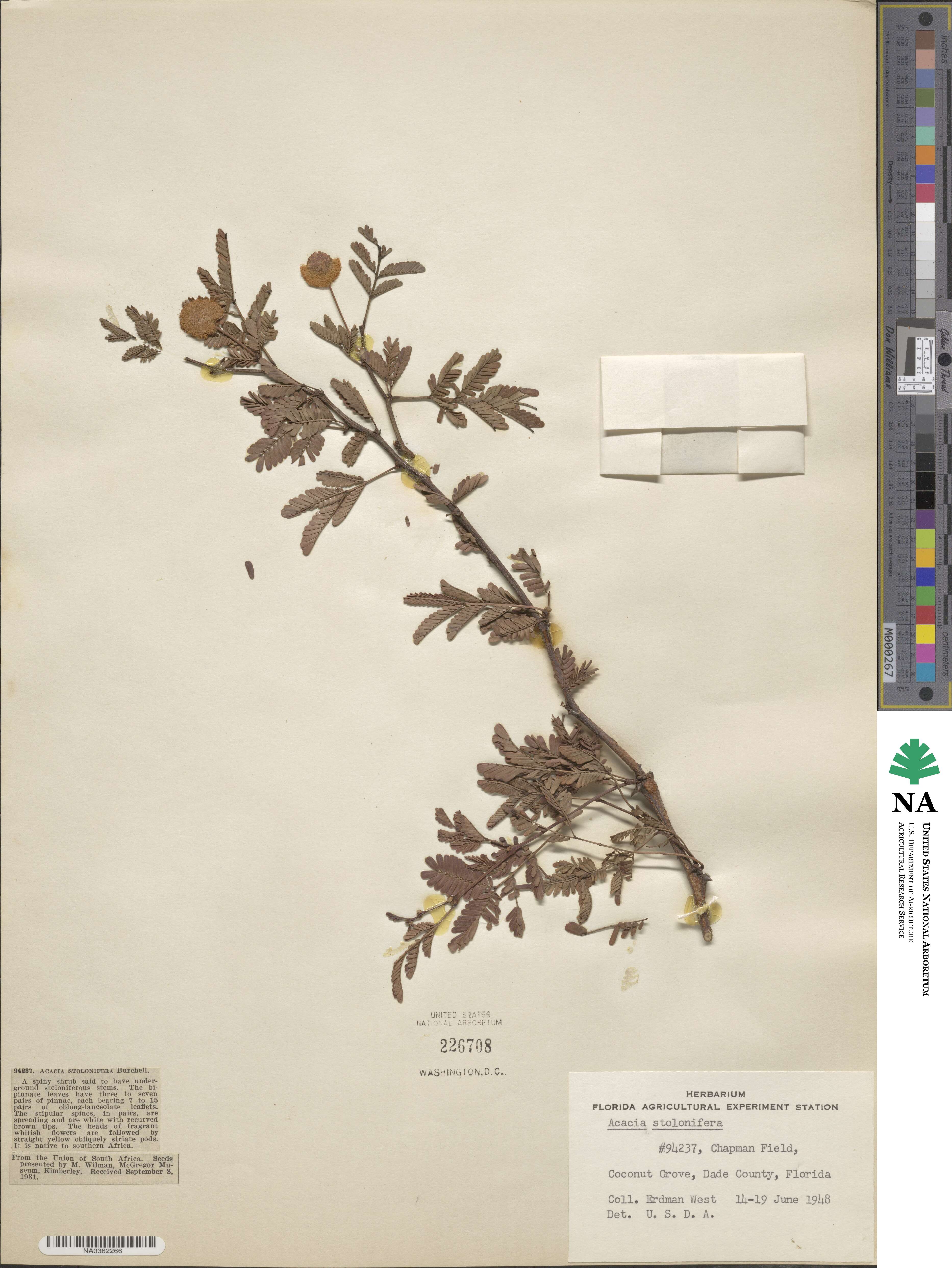 Vachellia hebeclada image