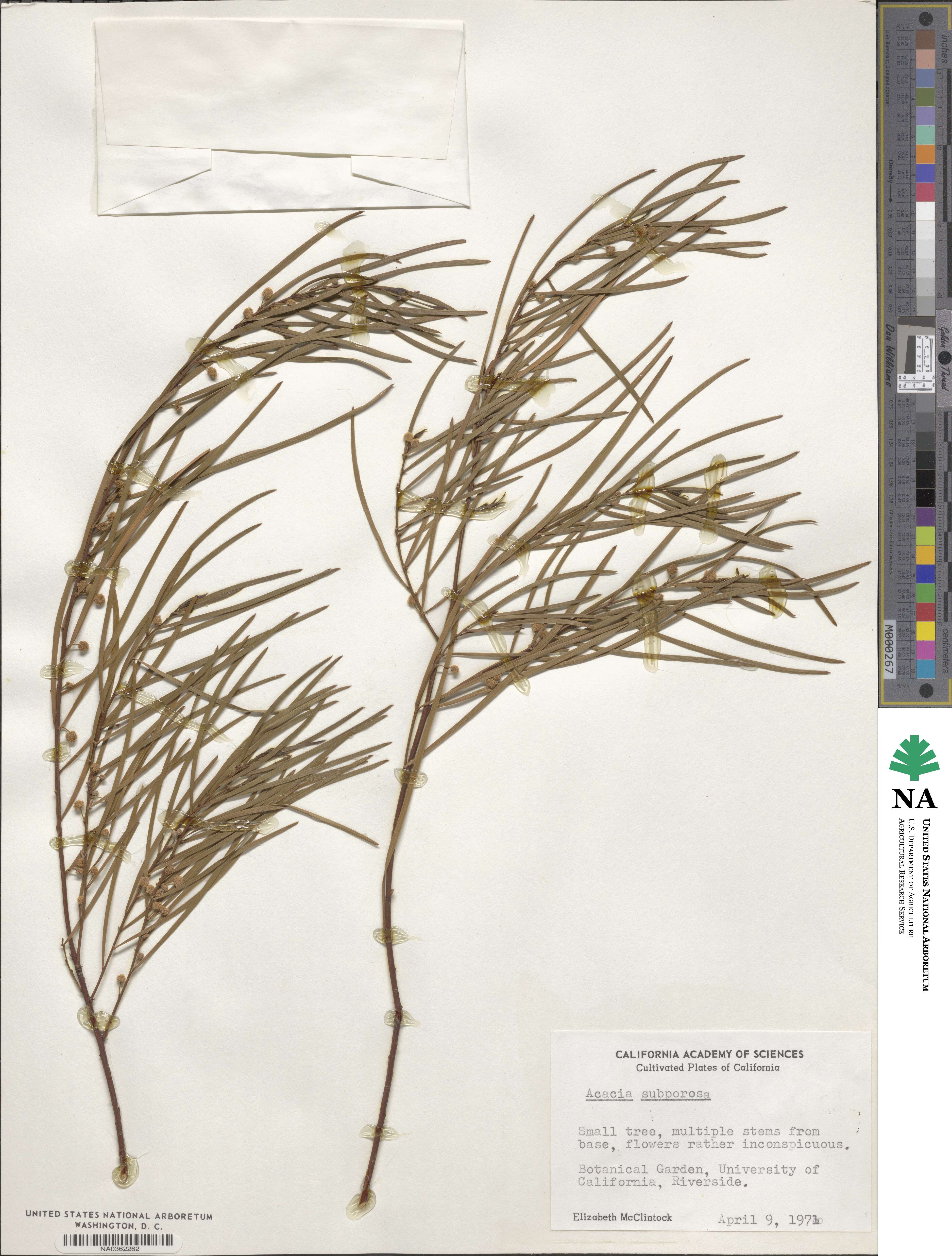 Acacia subporosa image