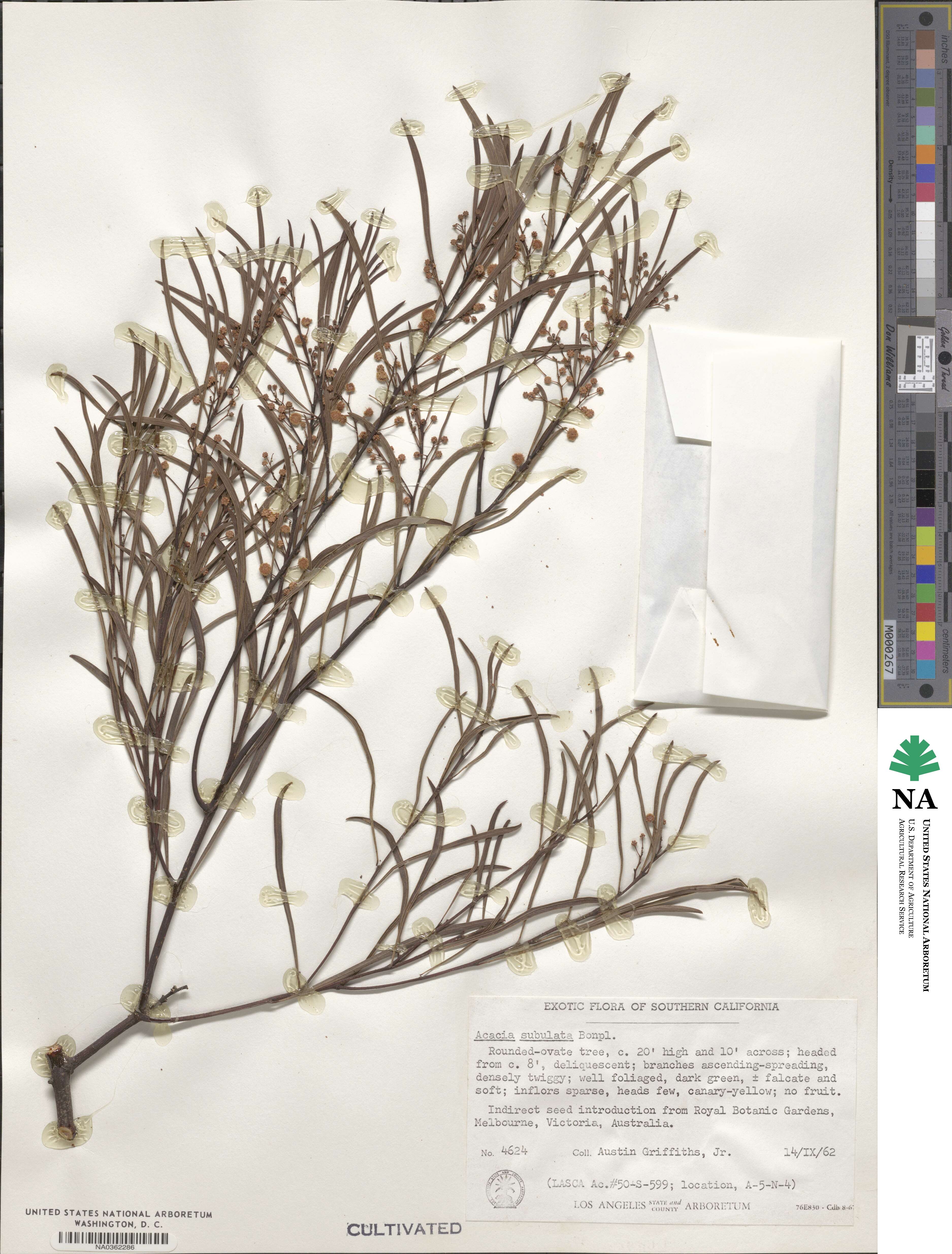 Acacia subulata image