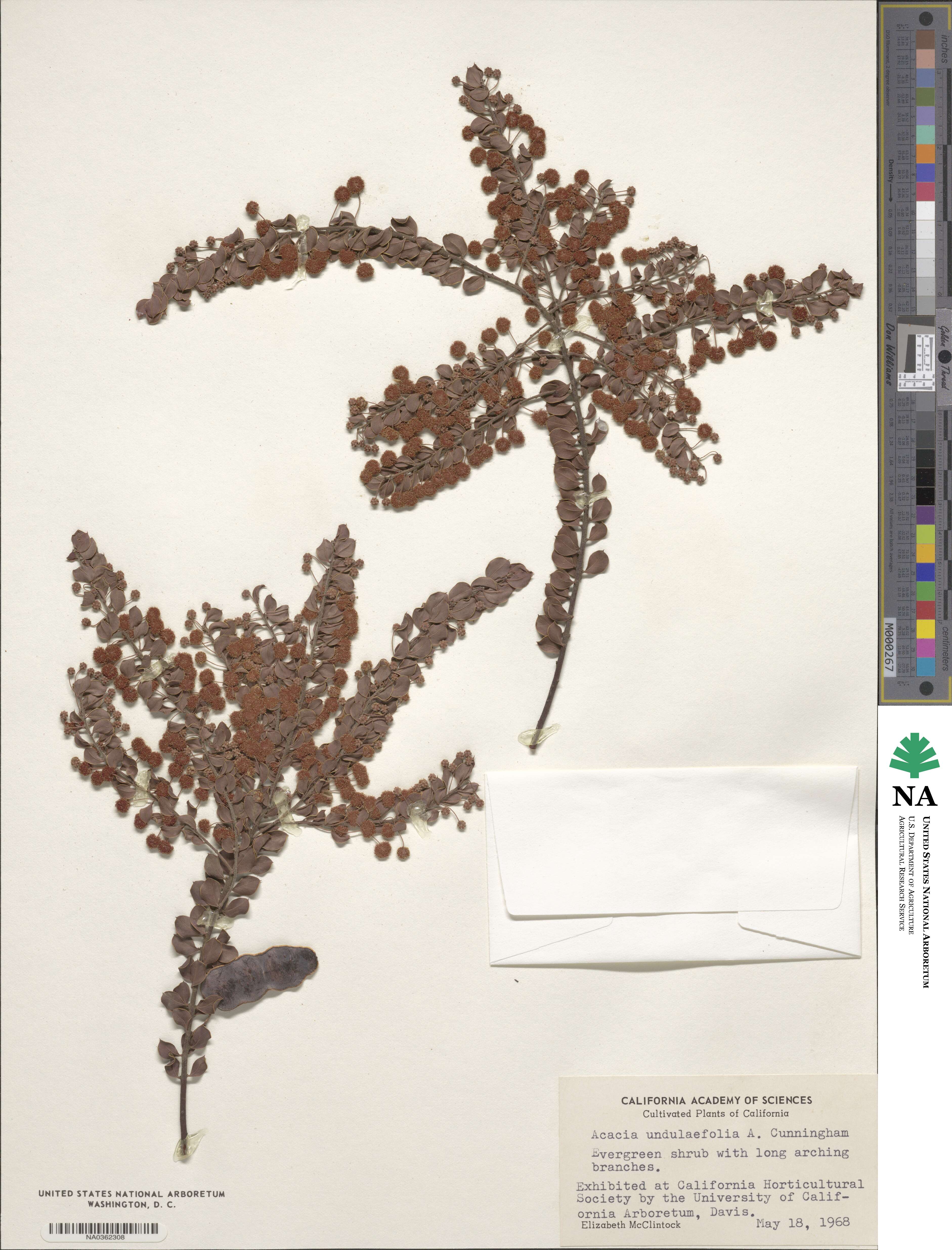Acacia undulifolia image