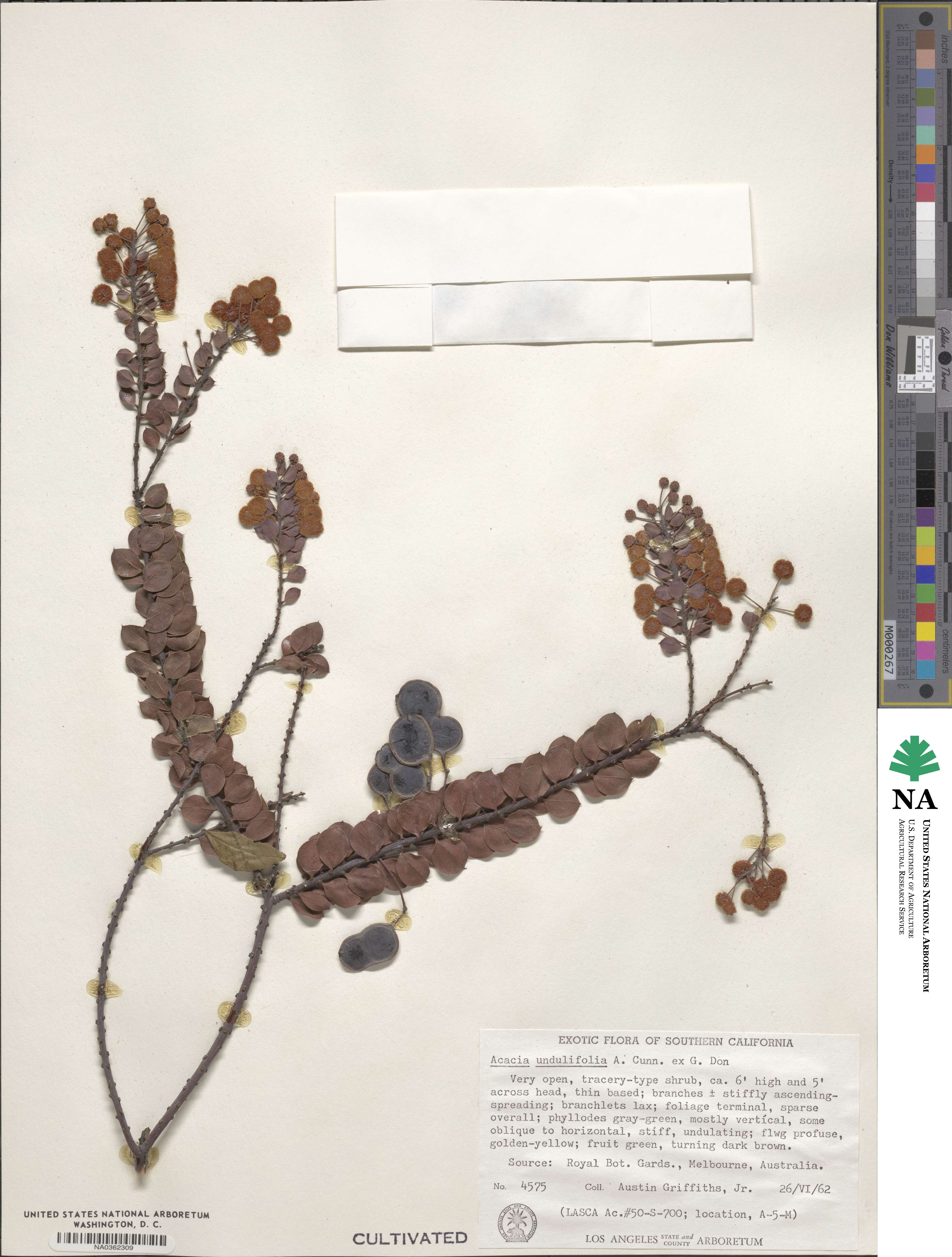 Acacia undulifolia image