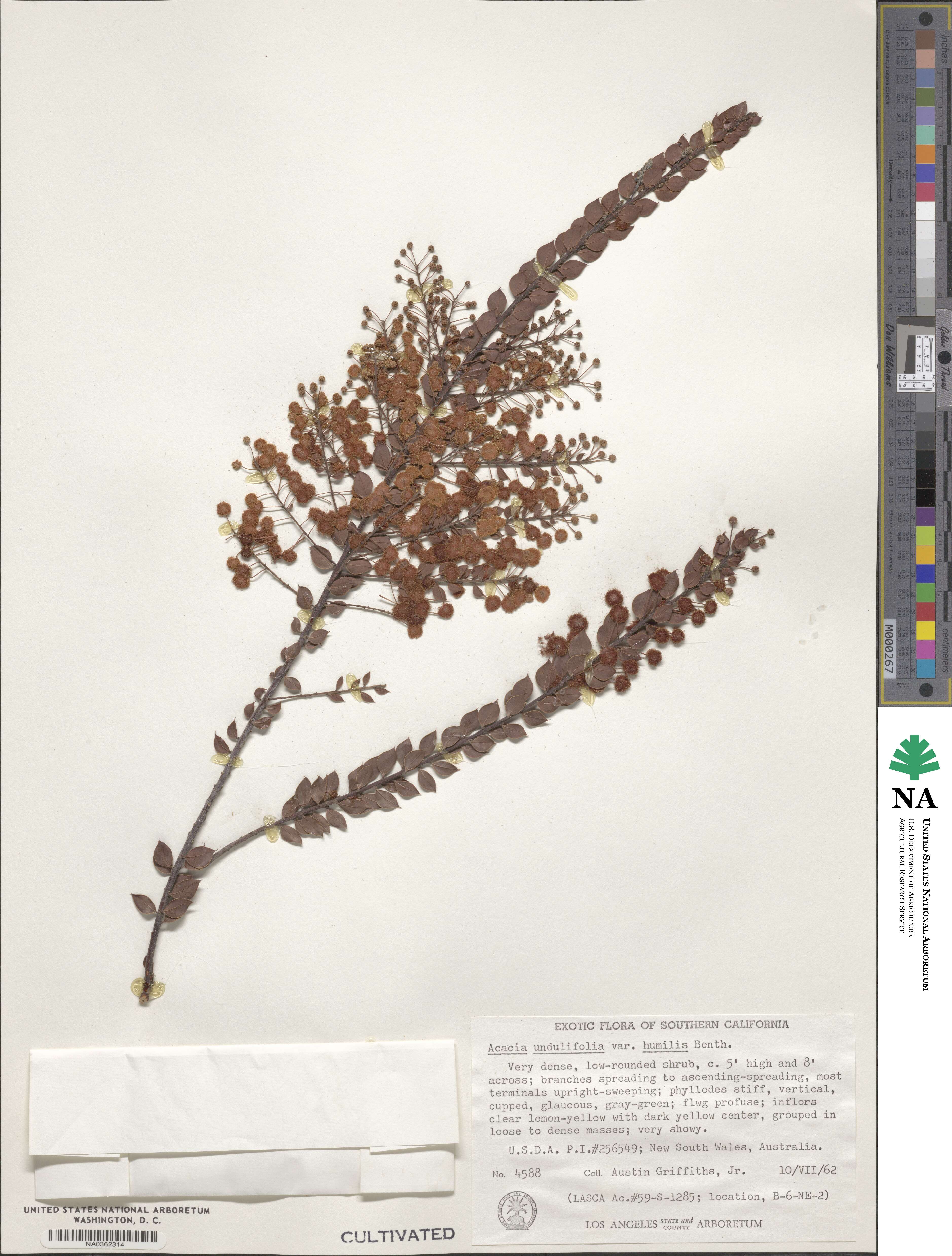 Acacia hubbardiana image