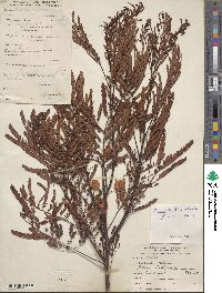 Acaciella villosa image