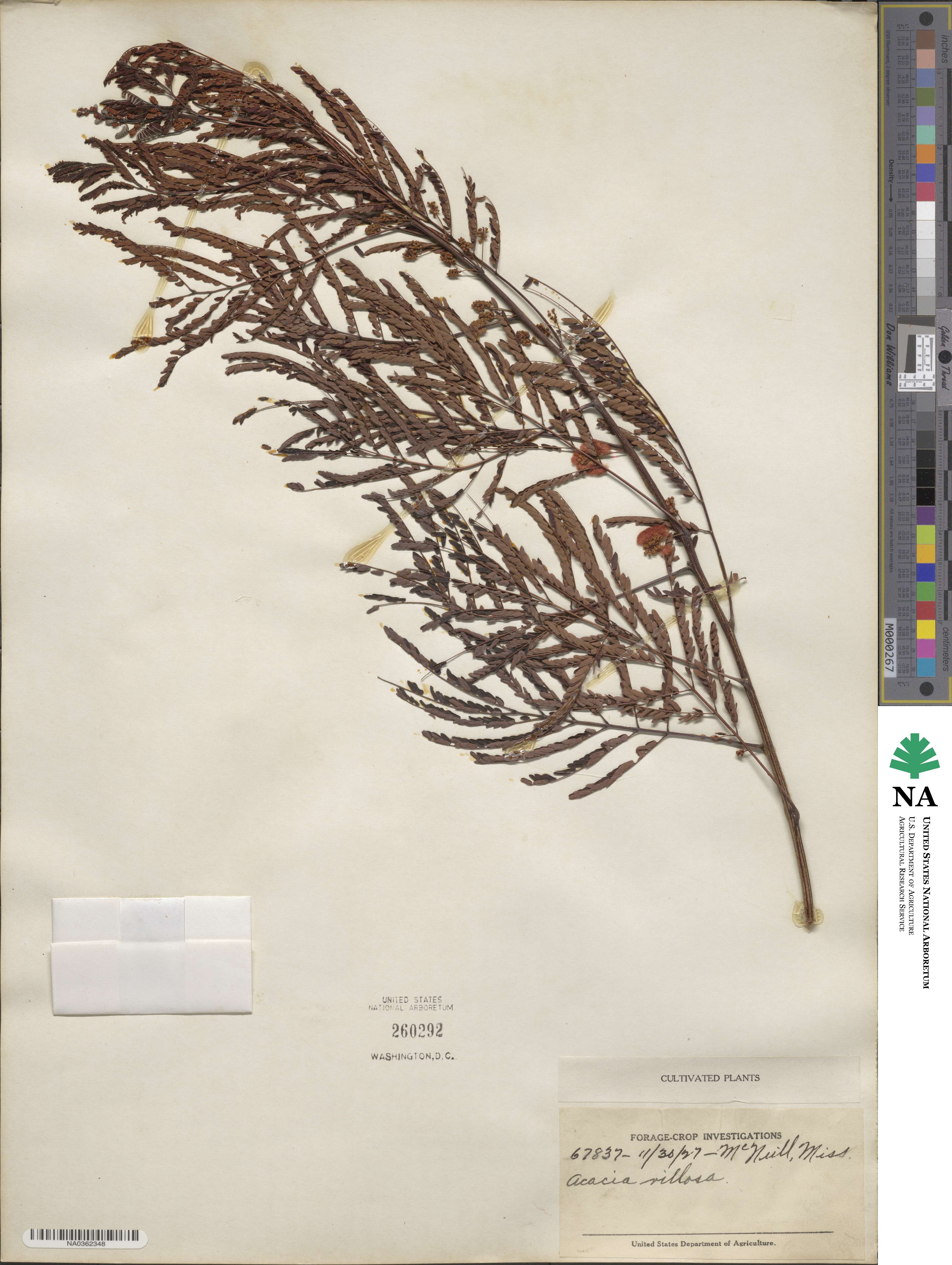 Acaciella villosa image