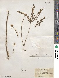 Acaciella villosa image