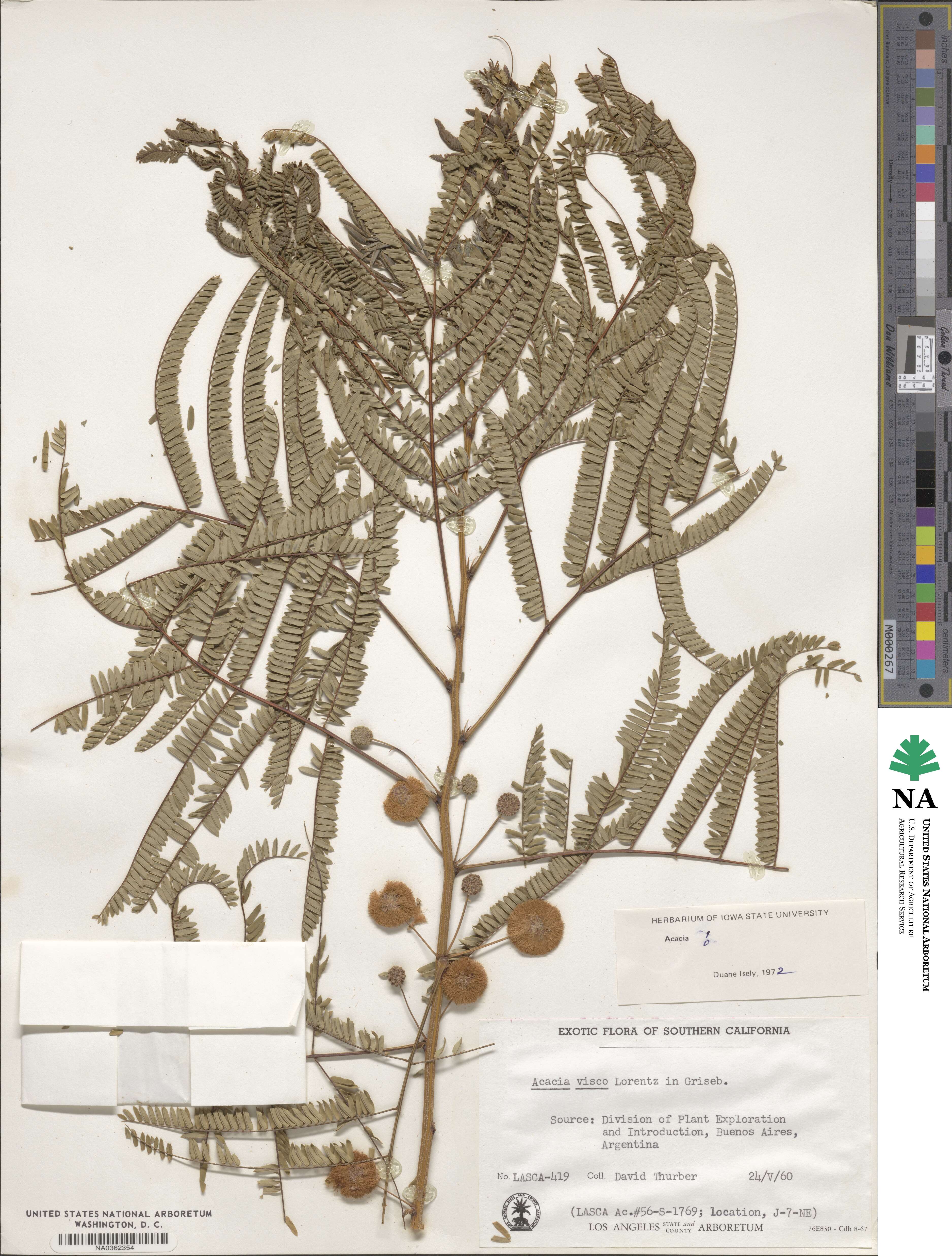 Parasenegalia visco image
