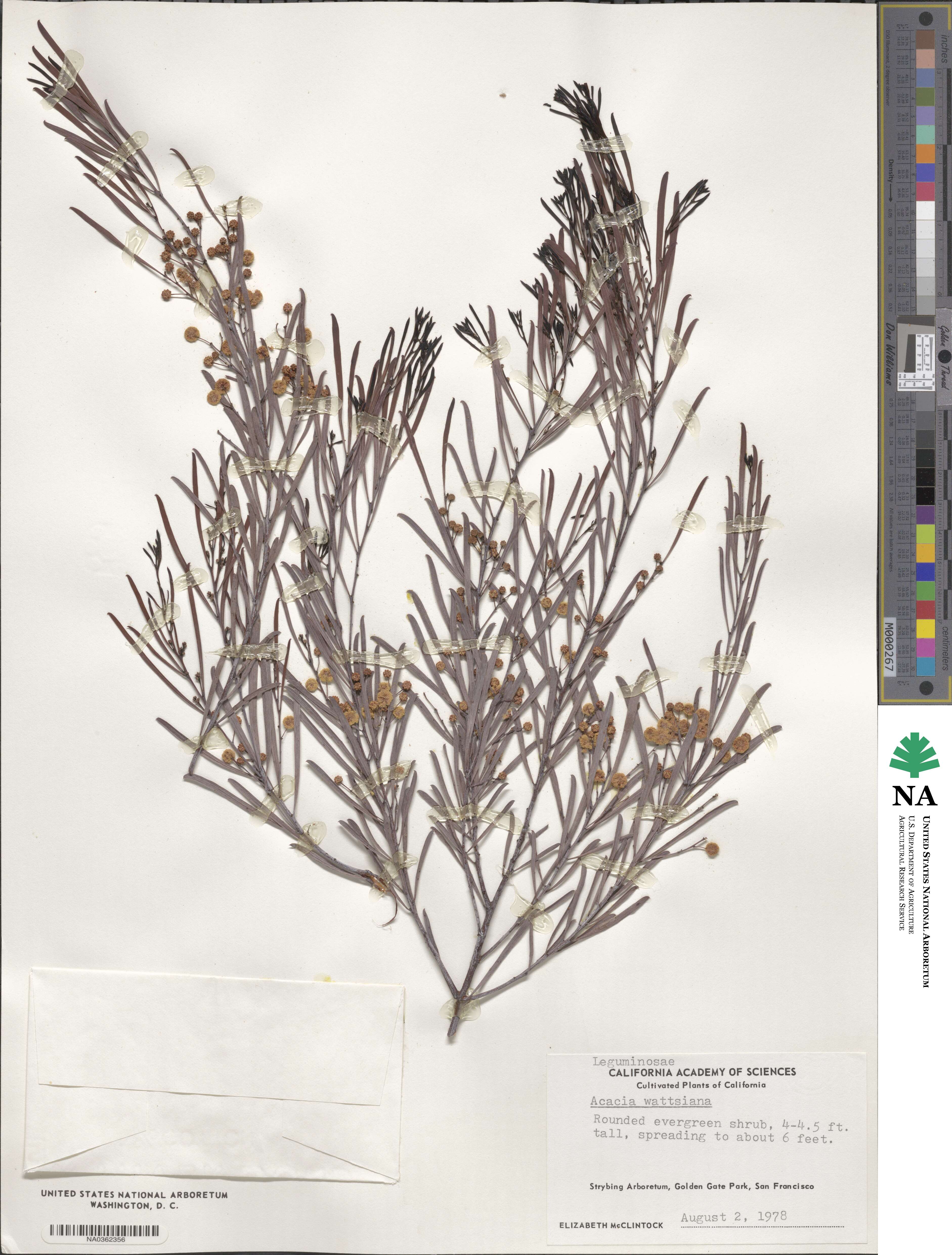 Acacia wattsiana image