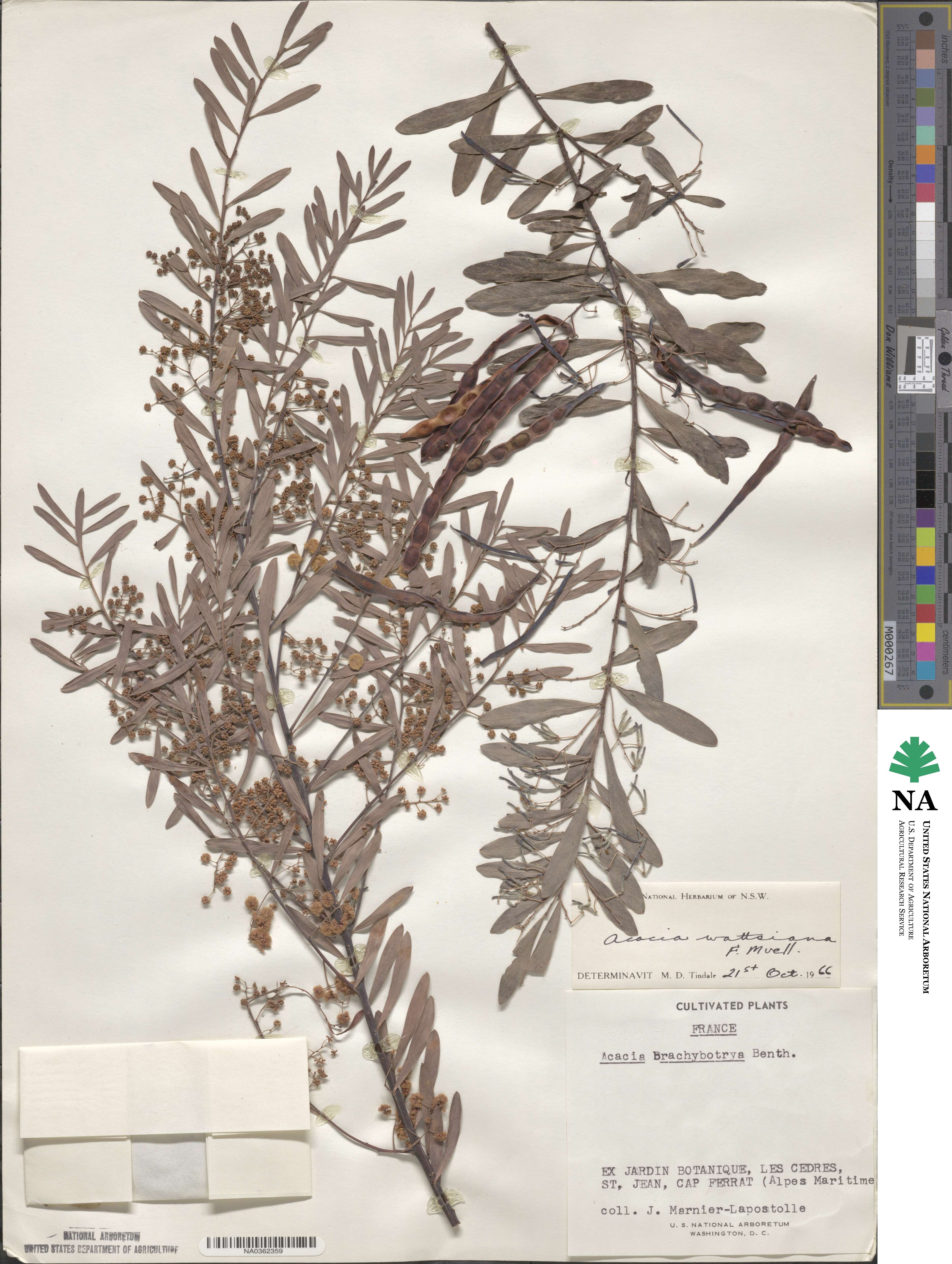 Acacia wattsiana image