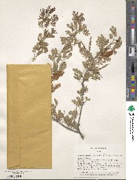 Senegalia wrightii image