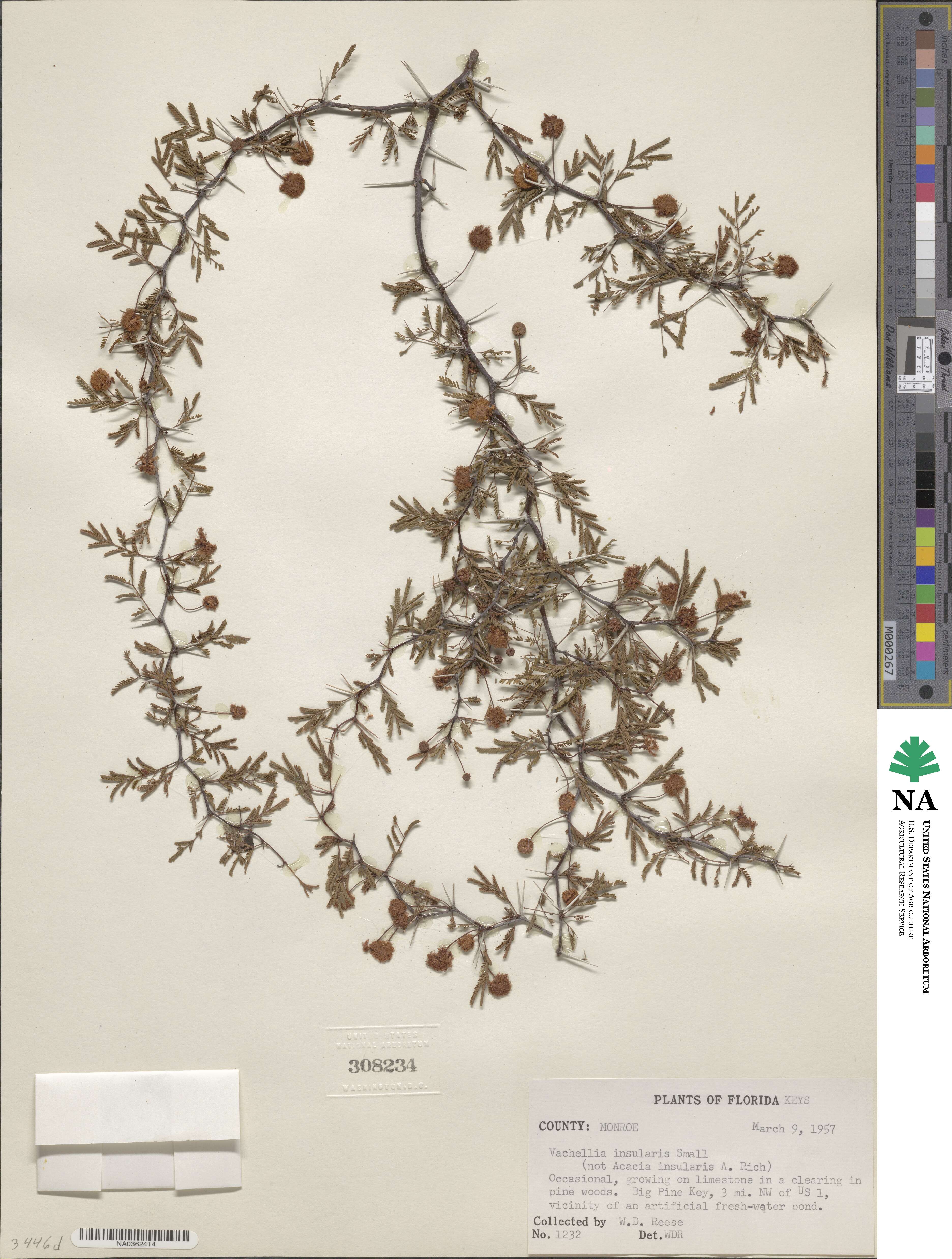 Vachellia farnesiana var. pinetorum image