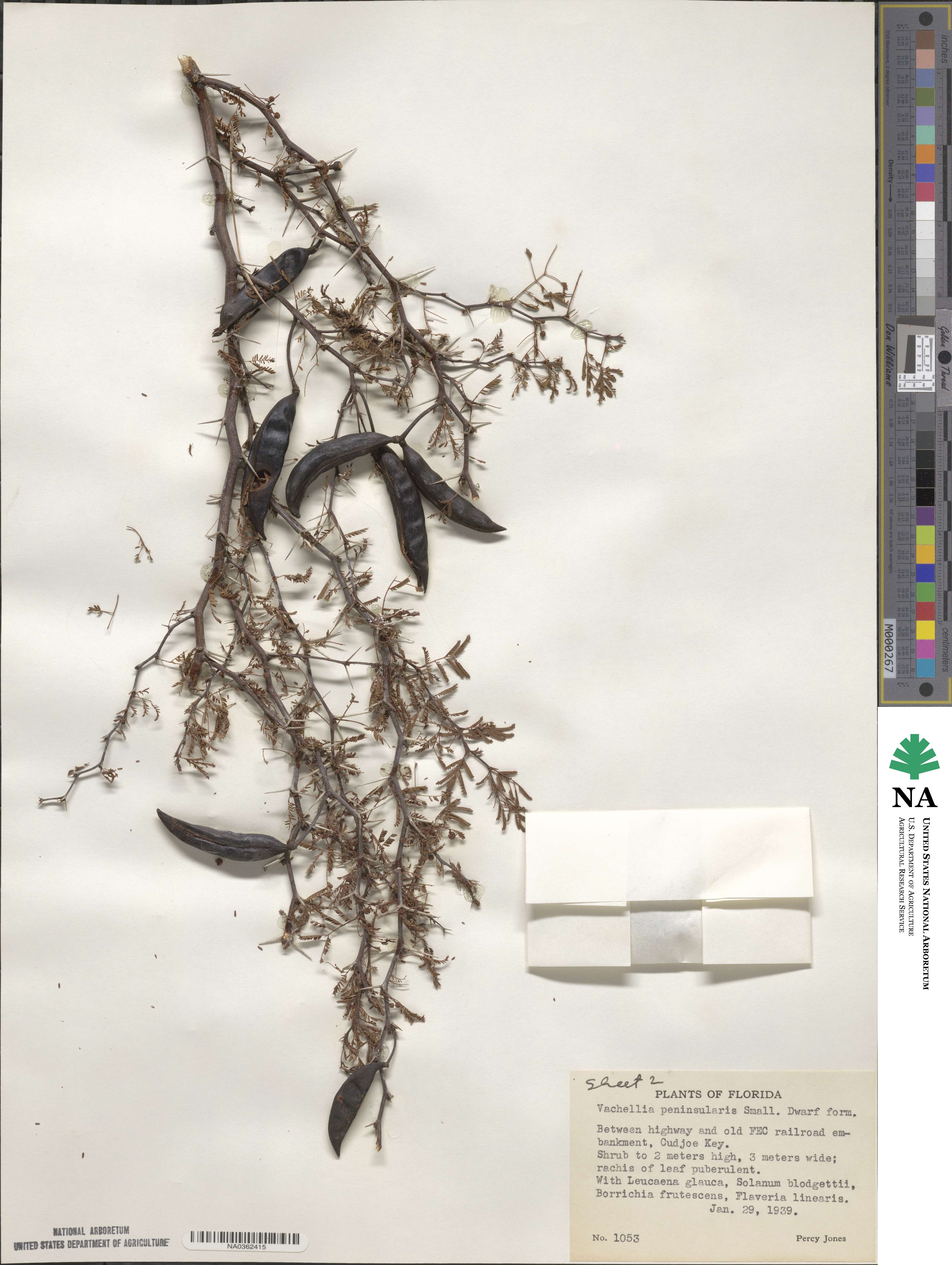 Vachellia farnesiana var. pinetorum image