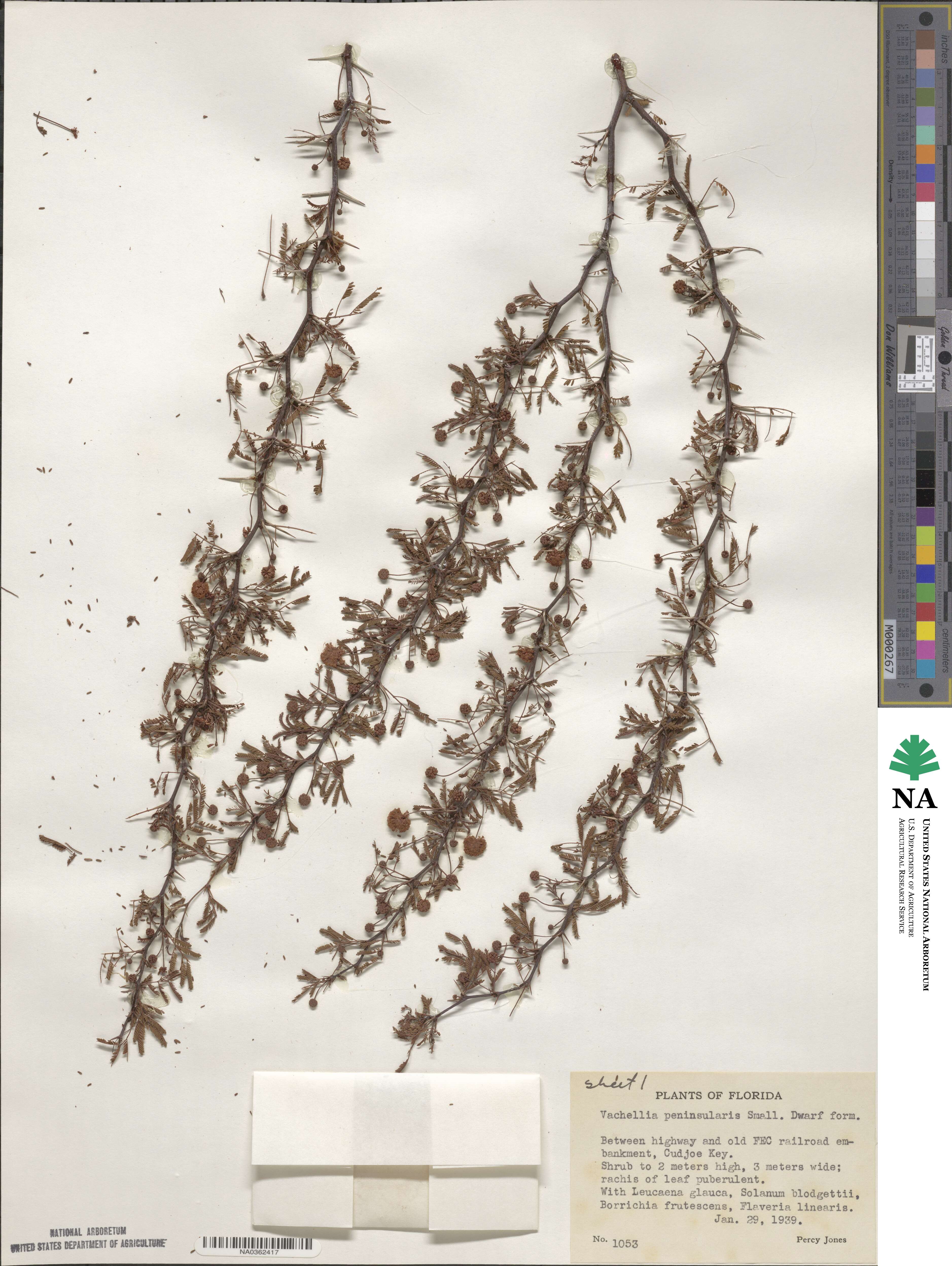 Vachellia farnesiana var. pinetorum image