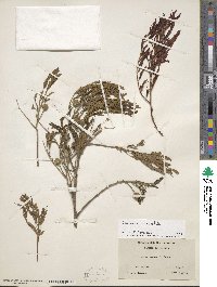 Leucaena leucocephala image