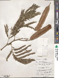 Leucaena leucocephala image