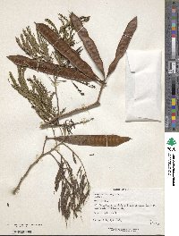 Leucaena leucocephala image