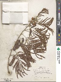 Leucaena pulverulenta image