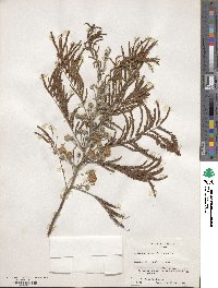 Leucaena pulverulenta image