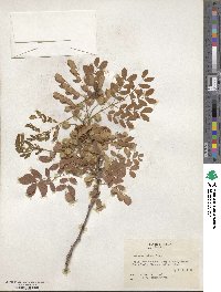 Leucaena retusa image