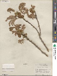 Leucaena retusa image