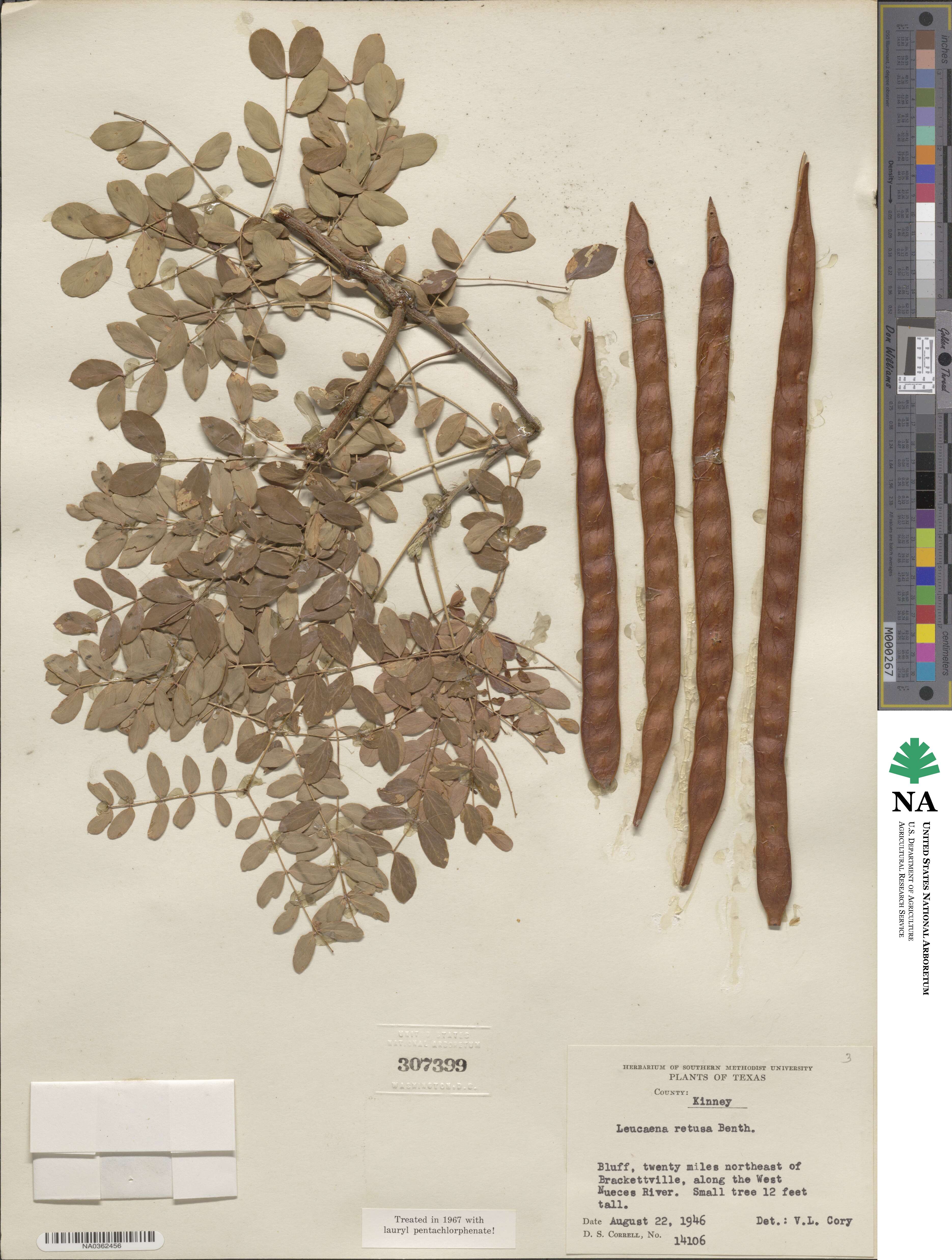 Leucaena retusa image