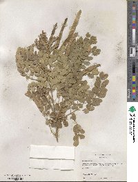 Leucaena retusa image