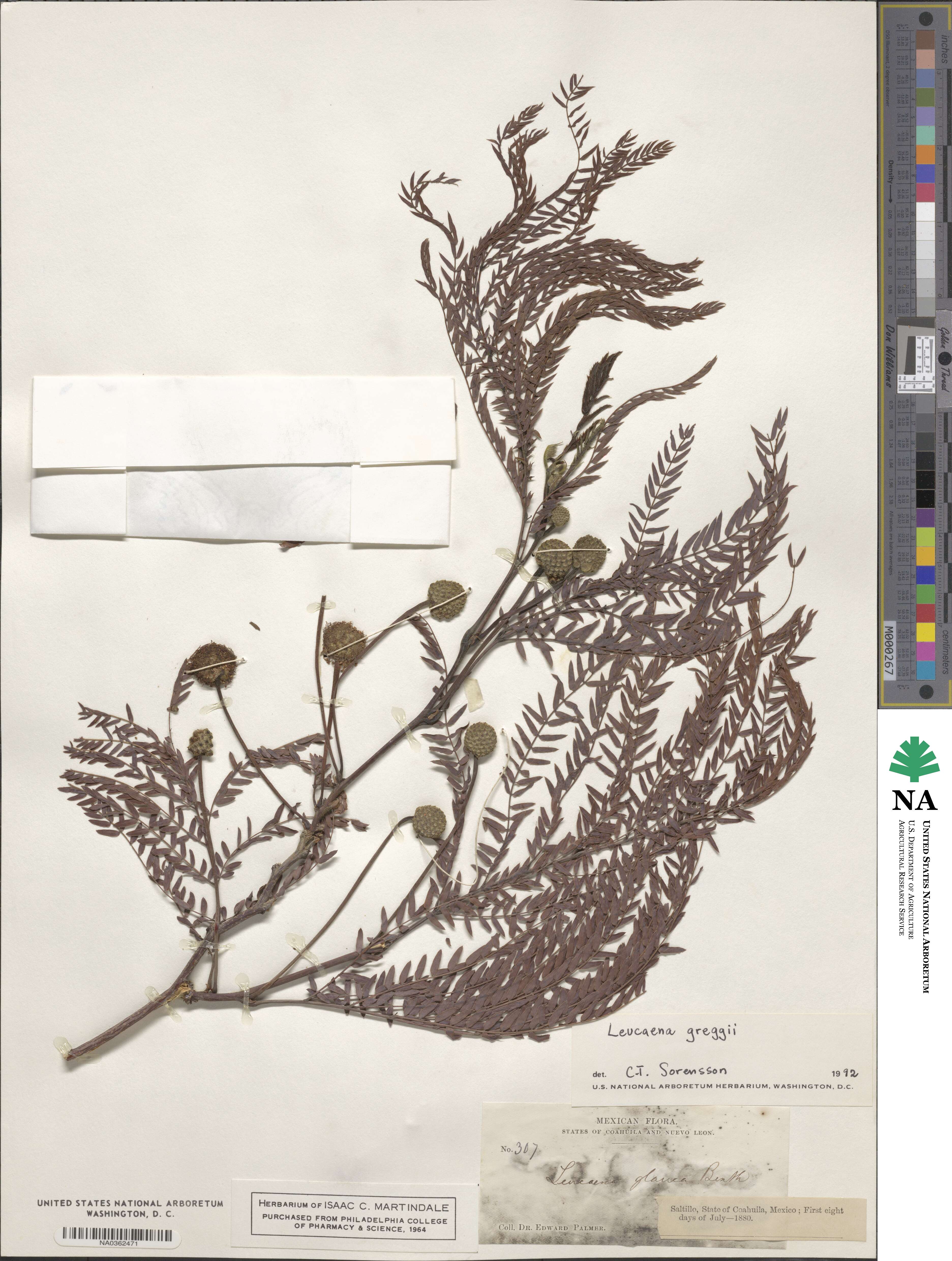 Leucaena greggii image