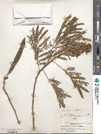 Leucaena leucocephala image